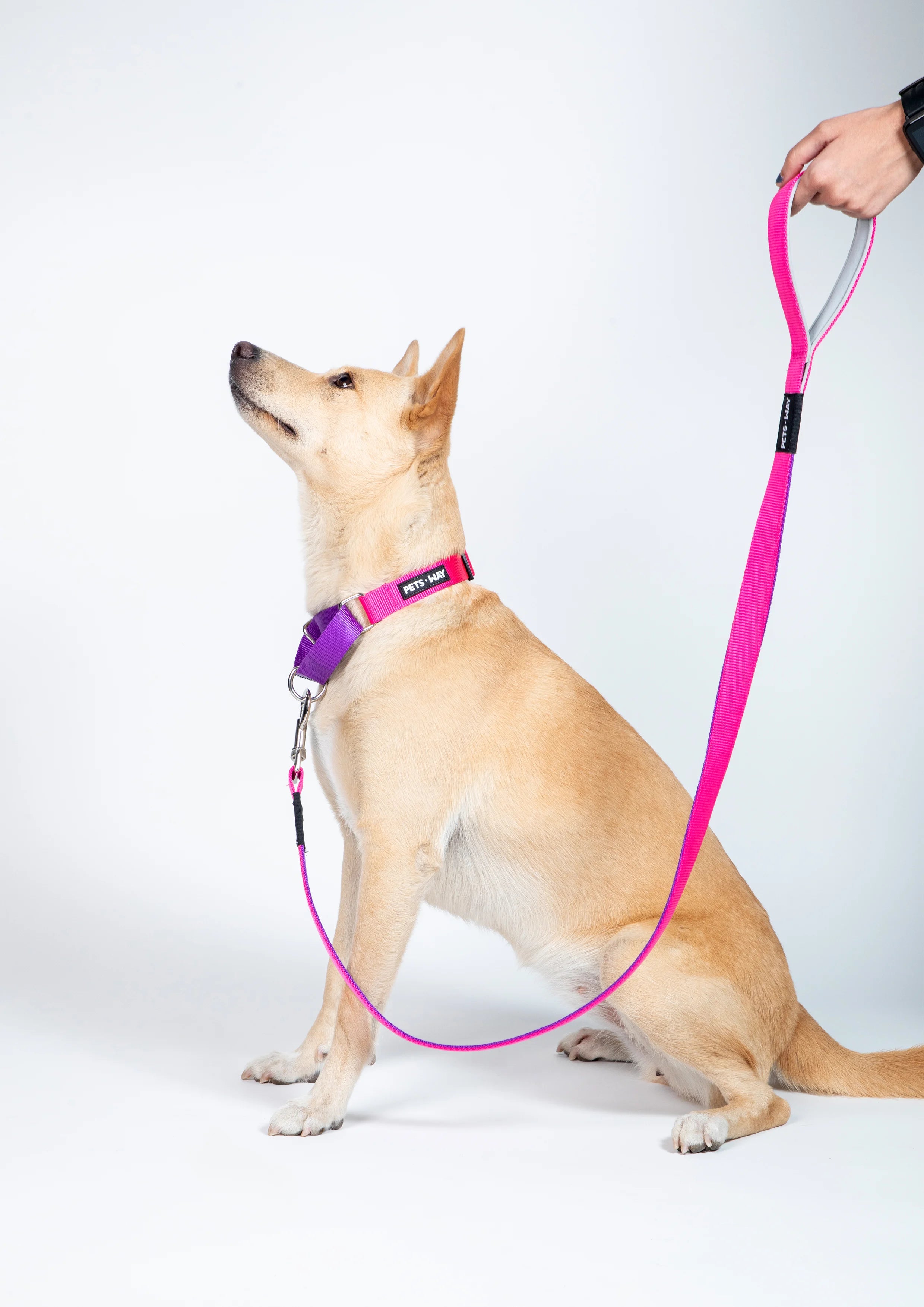 Fuschia & Amethyst -Martingale Dog Collar