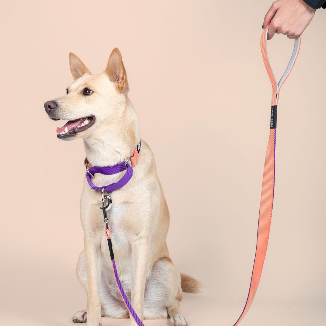 dog wear Peach & Amethyst Dual Color Dog Leash- petsway
