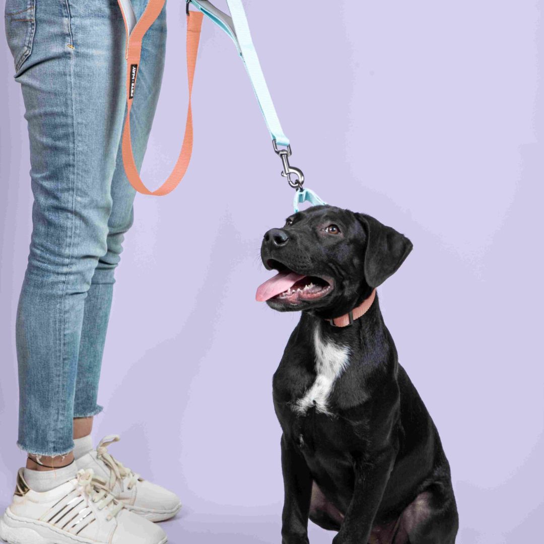 Dog wear for Peach & Sky dual-handle dog leash-petsway