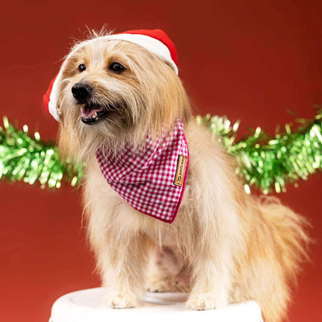 dog wear Rose Gingham Bandana-petsway