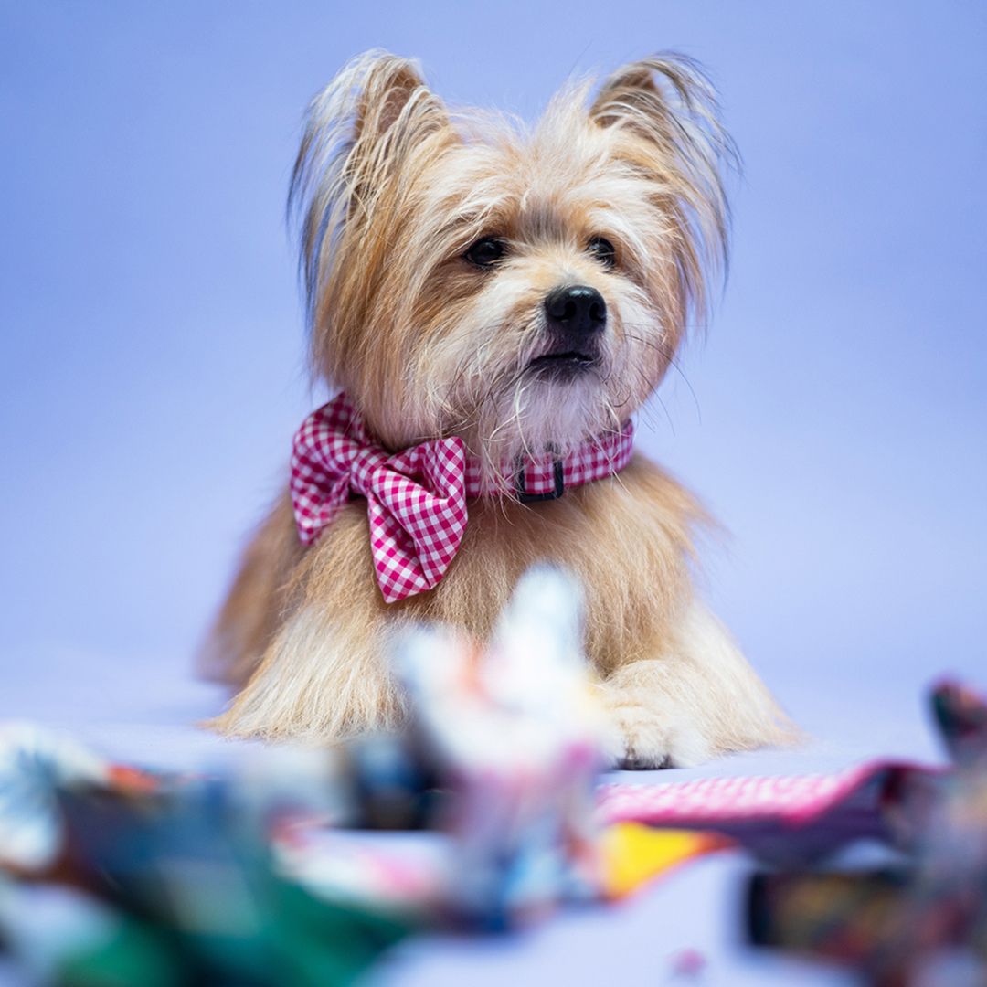 dog wear Rose Gingham Bow Tie-petsway