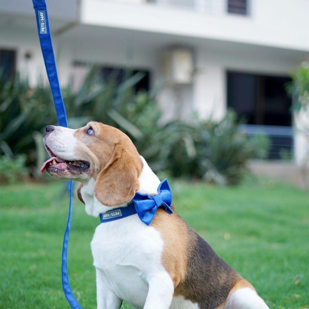 Dog wear Royal Blue Luxury Velvet Bow Tie-petsway