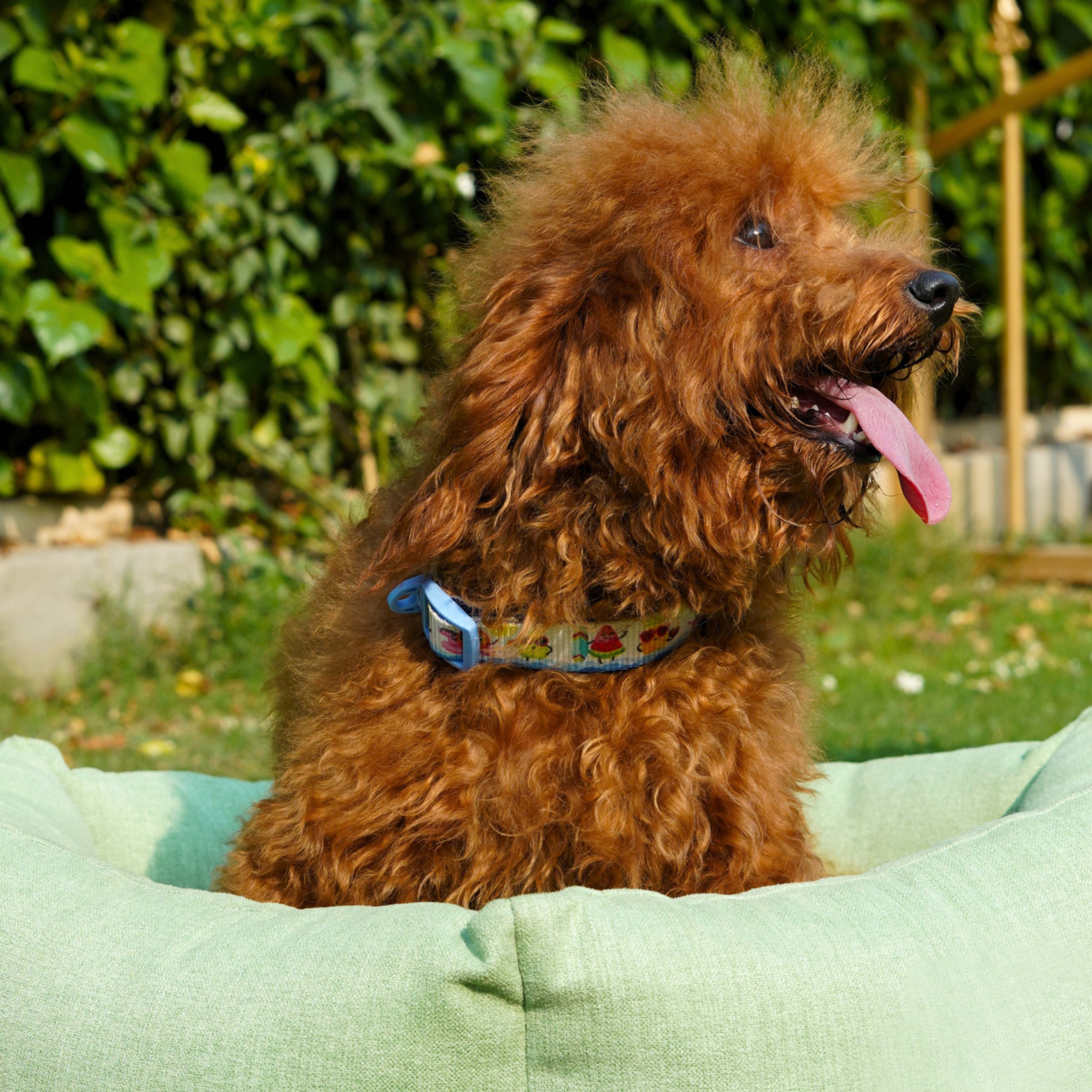 Sage Dog(Hexagonal Bed)