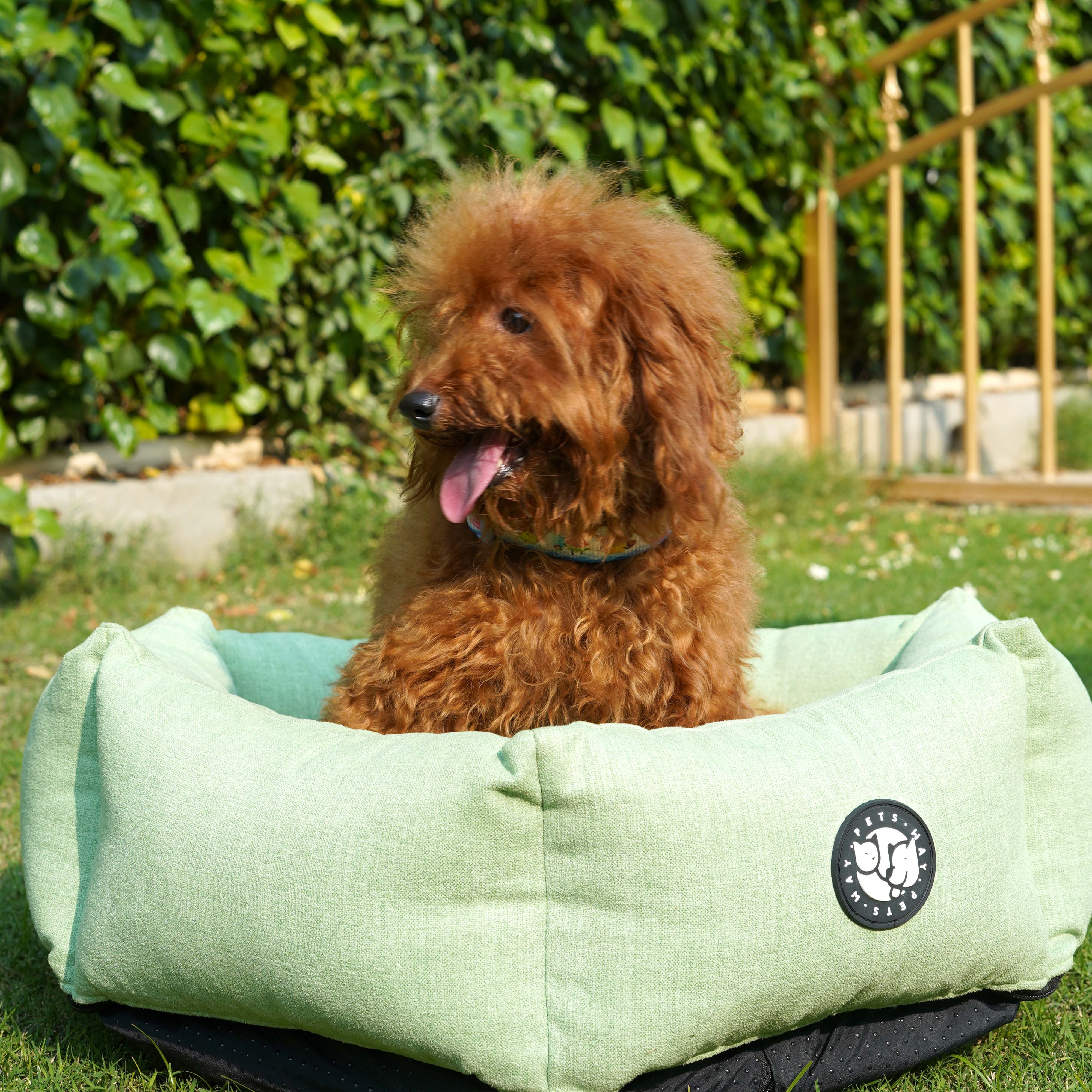 Sage Dog(Hexagonal Bed)