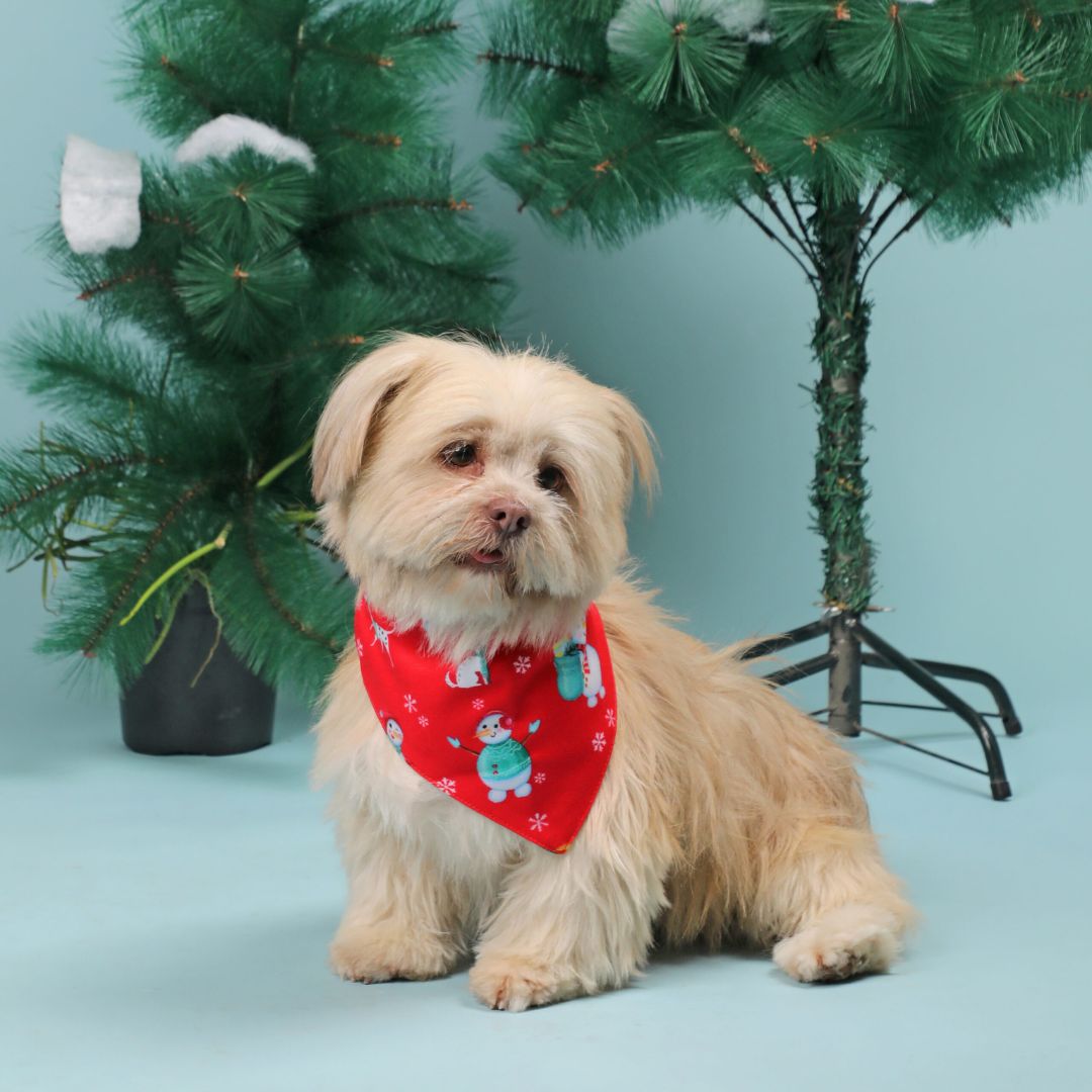setting dog wear Santa Party Bandana-petsway