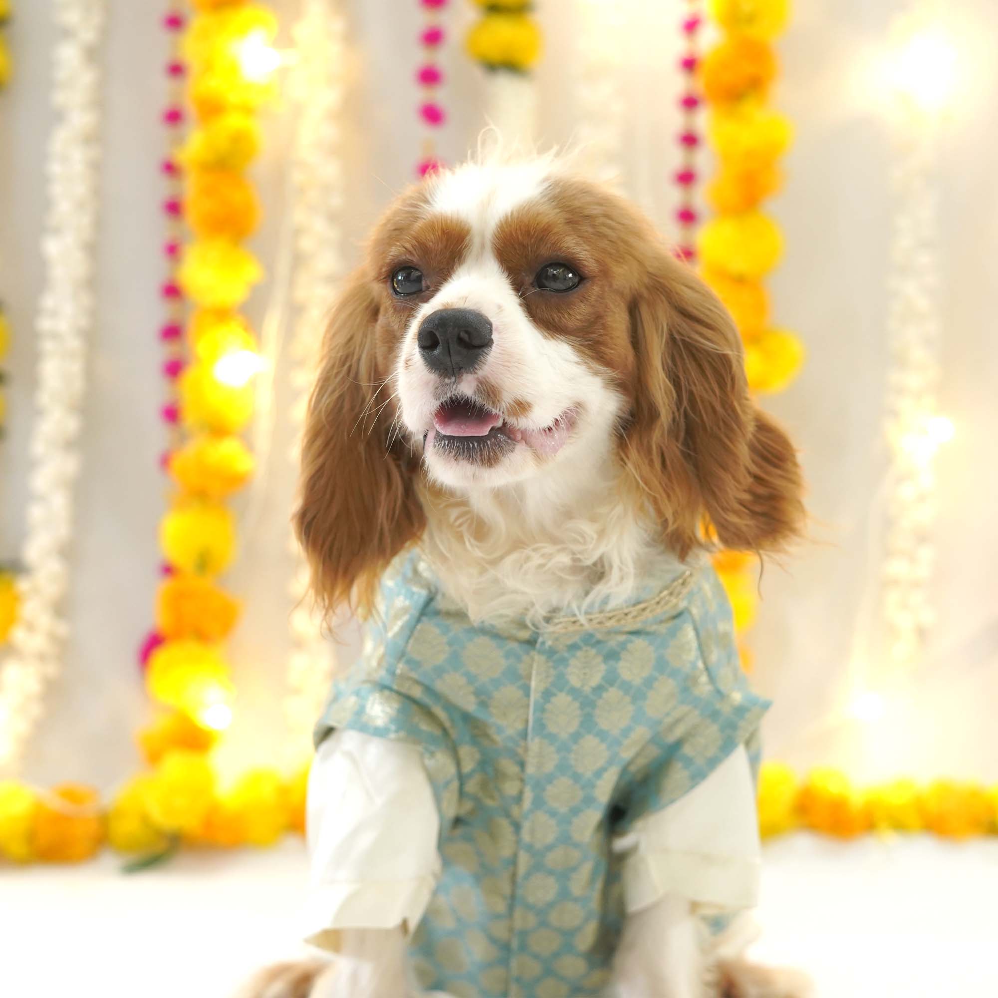Sartaj Dog kurta