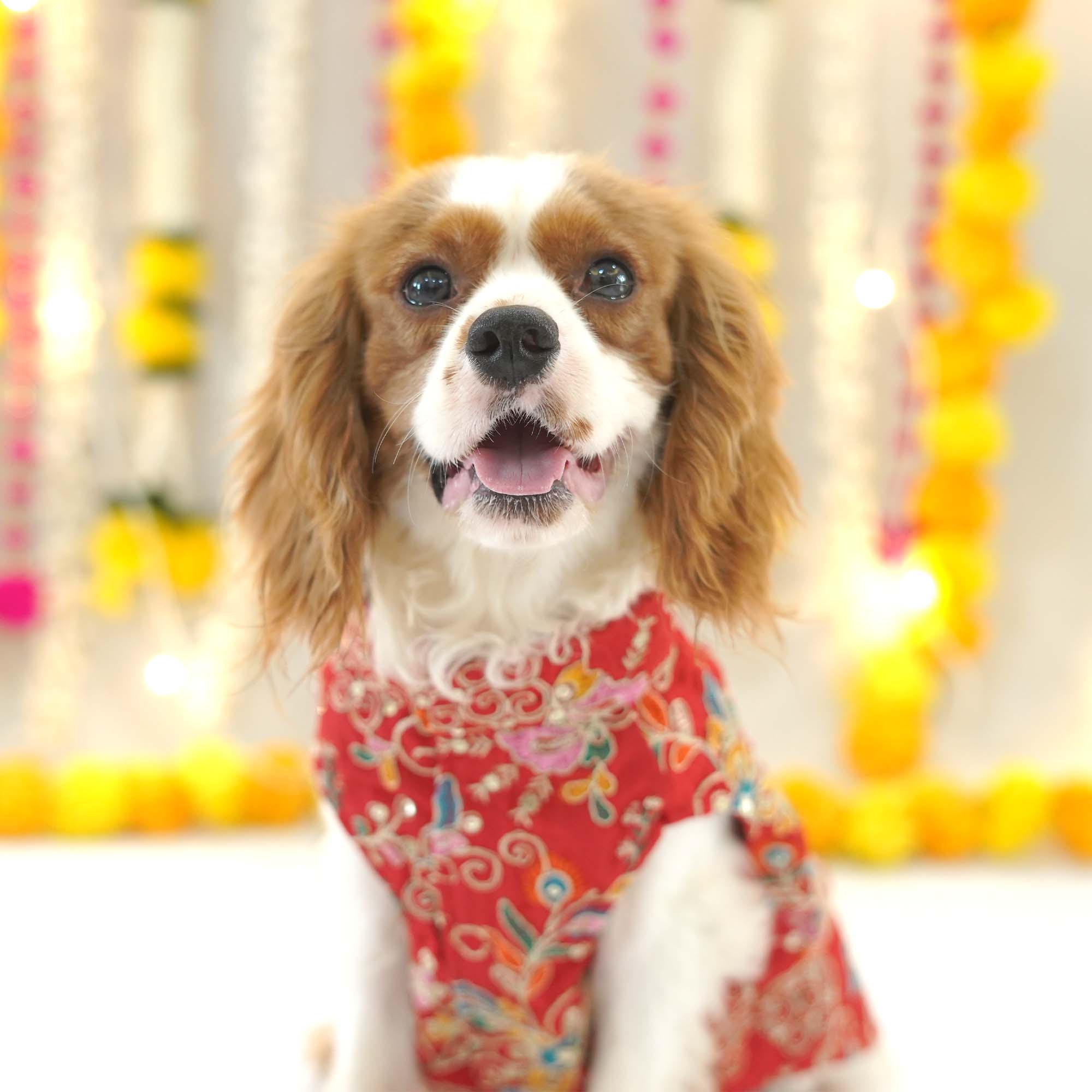 Dog Sherwani - Red