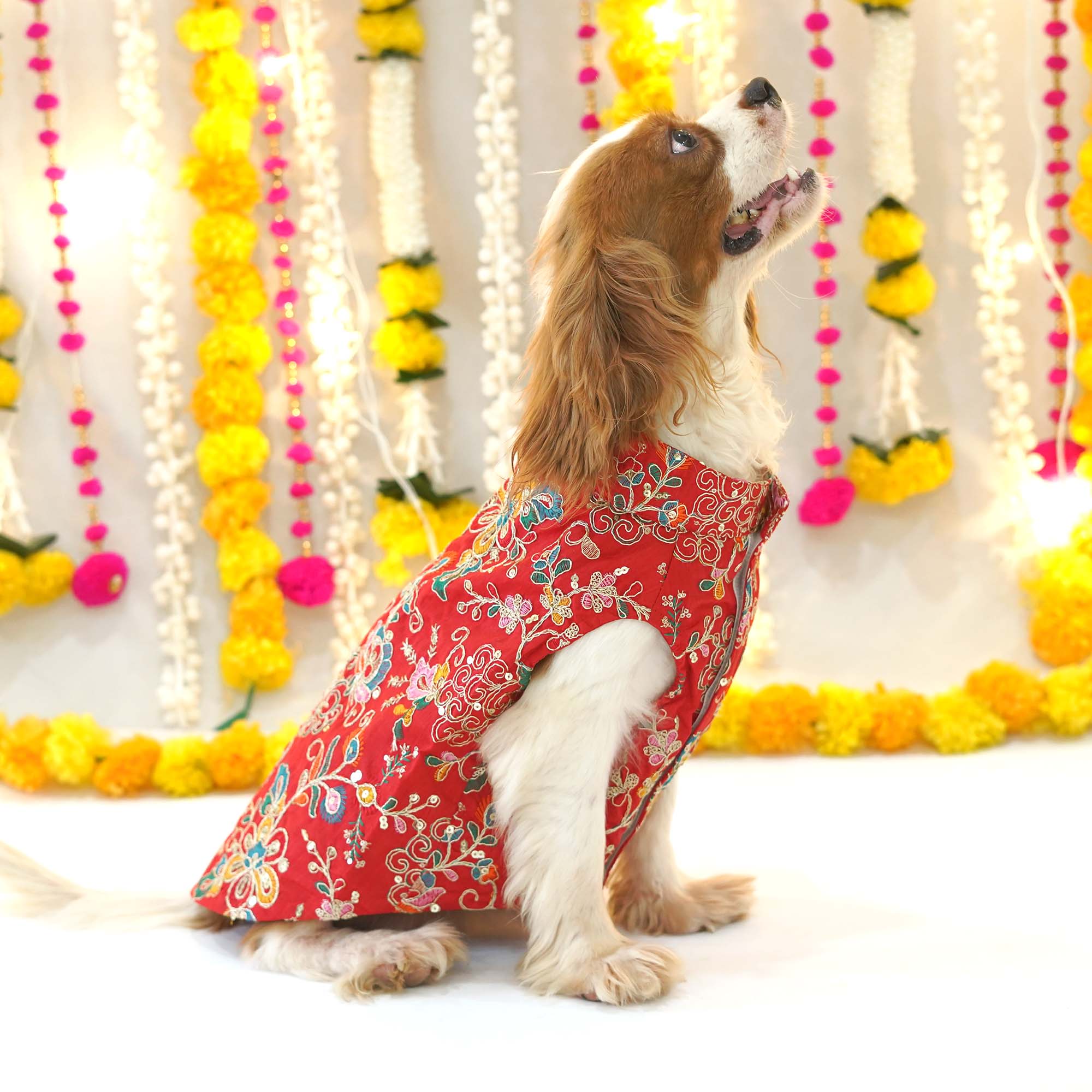 Dog Sherwani - Red