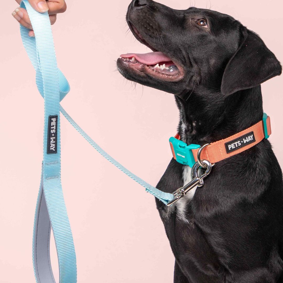 Dog wear Sky Dog Leash-petsway