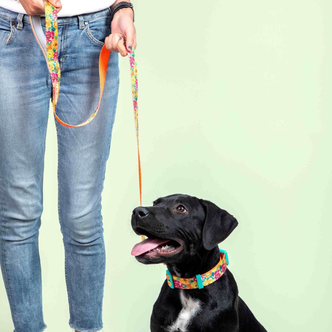 dog wear Spring Print Dog Leash-petsway