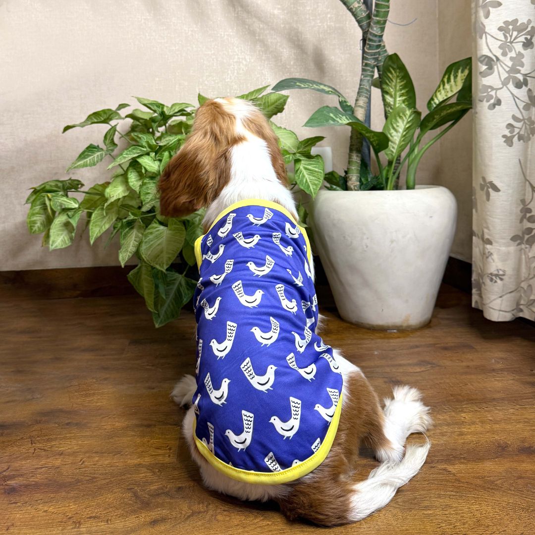 Stay chill vest combo Petsway