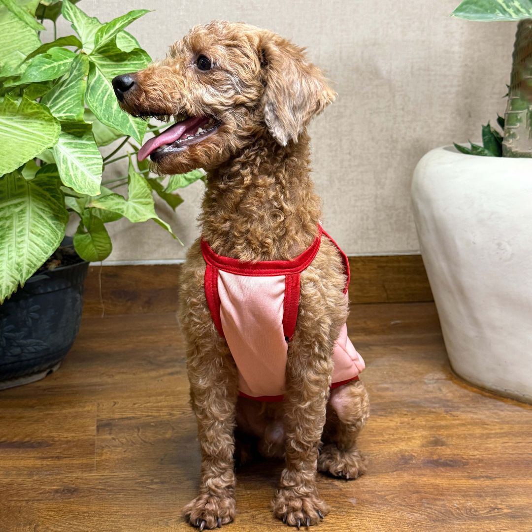 Cool Dog Wear Stay cool Dog vest