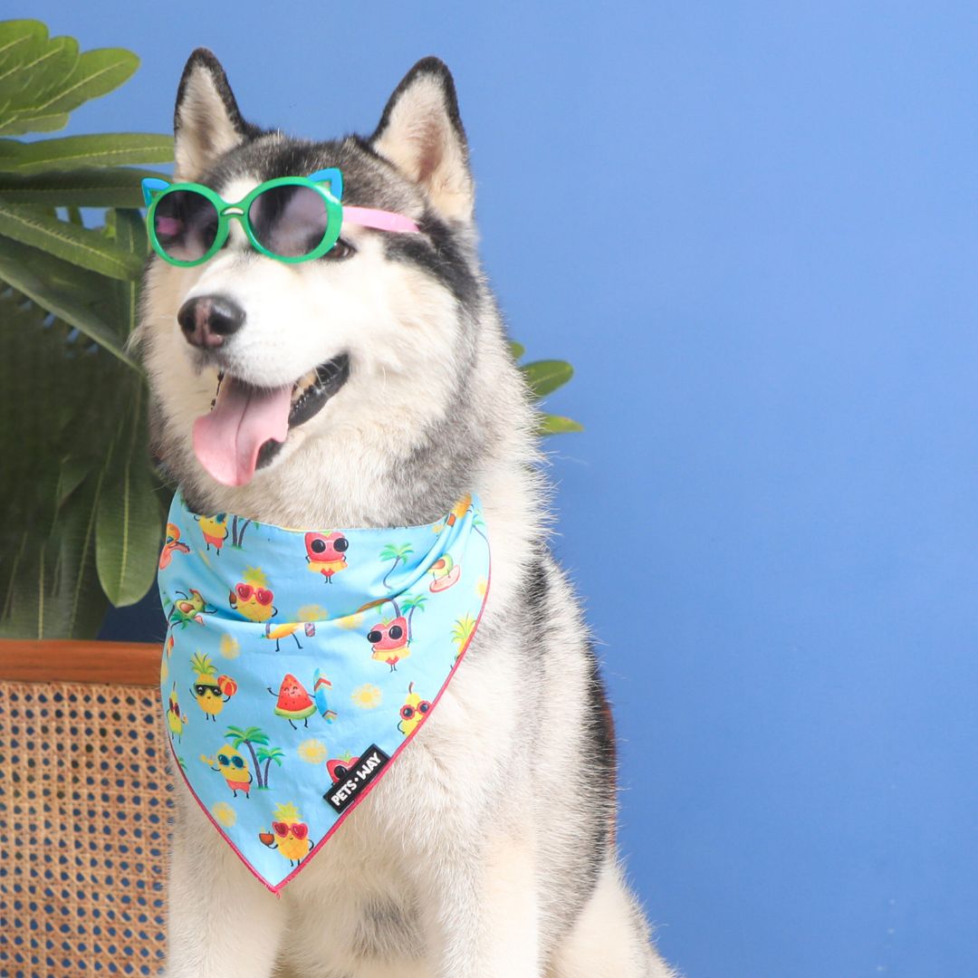 dog wear Summer - Sky Bandana-petsway
