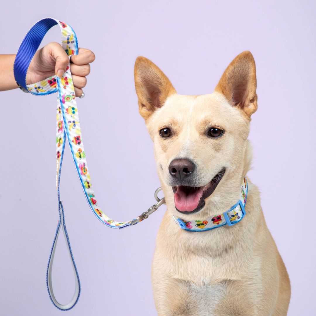 dog wear Summer Dog Leash-petsway