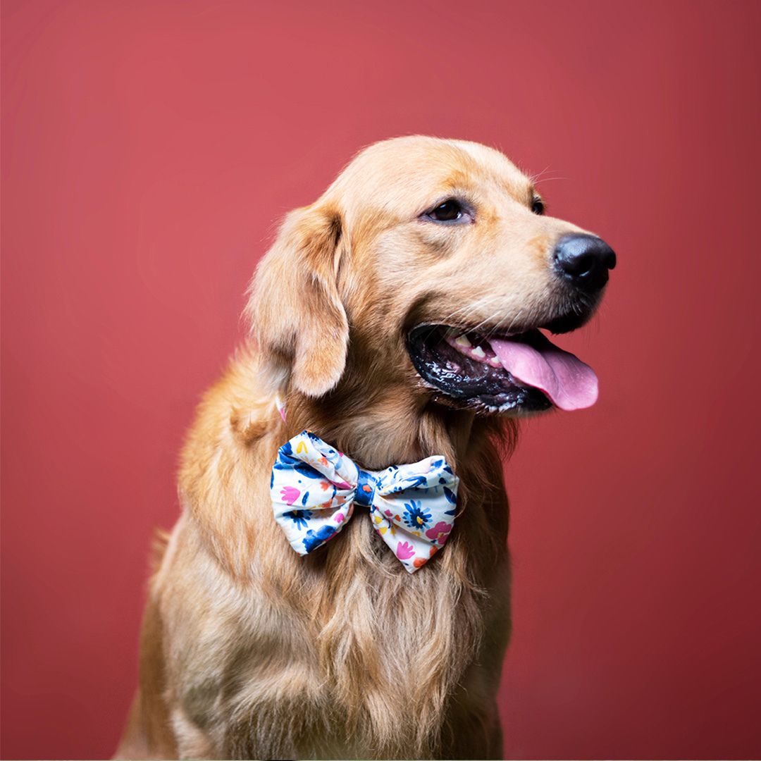 dog wear Sunshine Bow Tie-petsway