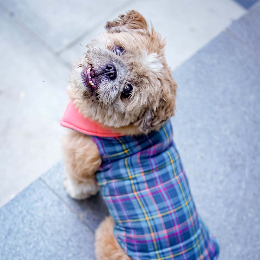 Cozy & Comfy Superstar Reversible - Checks Dog Jacket Petsway
