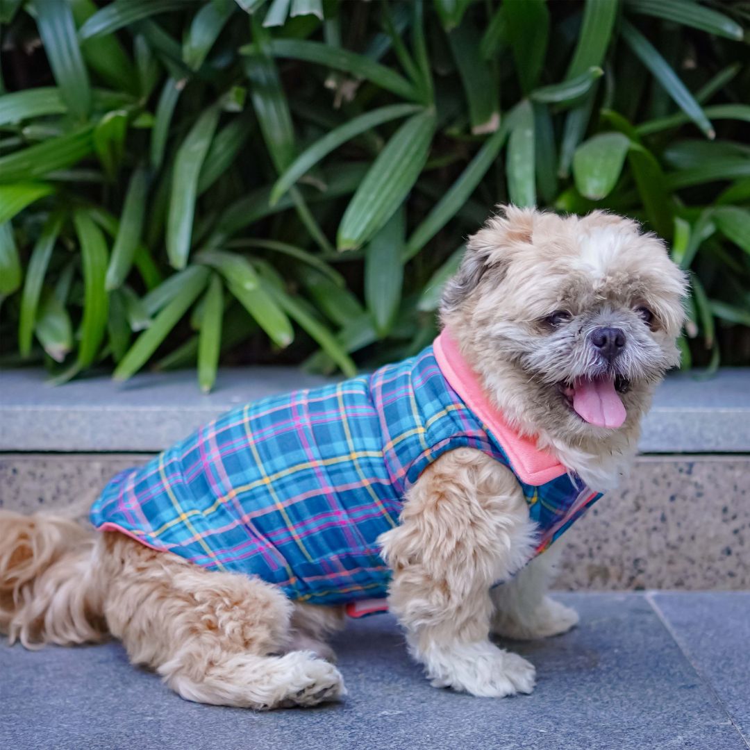 Super comfy Superstar Reversible - Checks Dog Jacket Ptsway