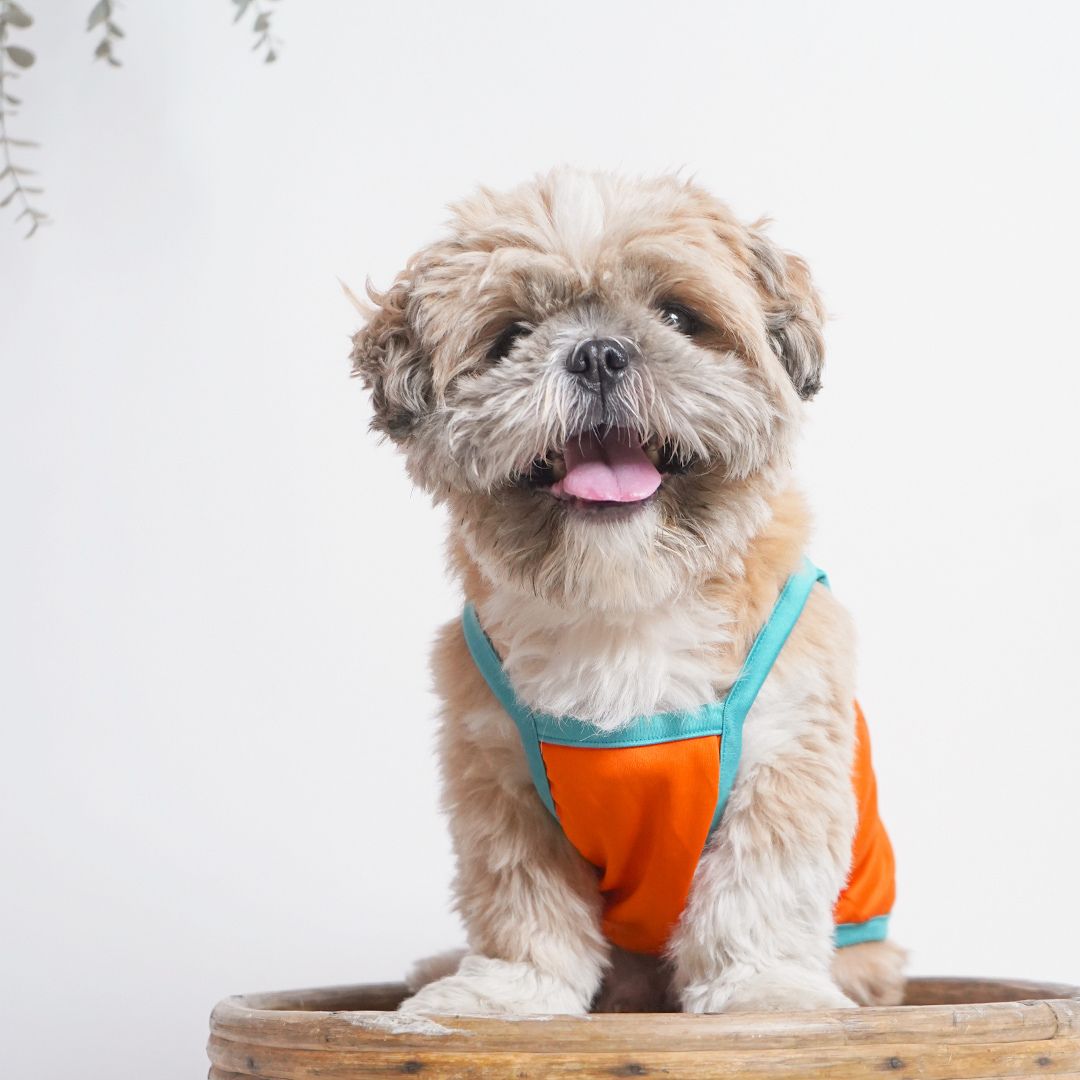 dog wear front side of Treats Dog Vest-petsway