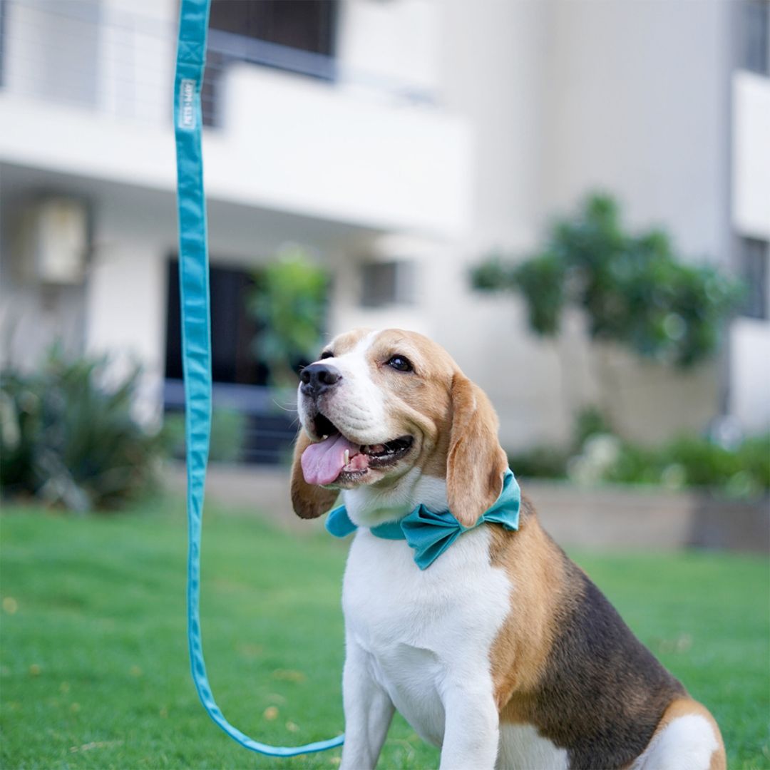 dog were Turquoise Luxury Velvet Collar-petsway