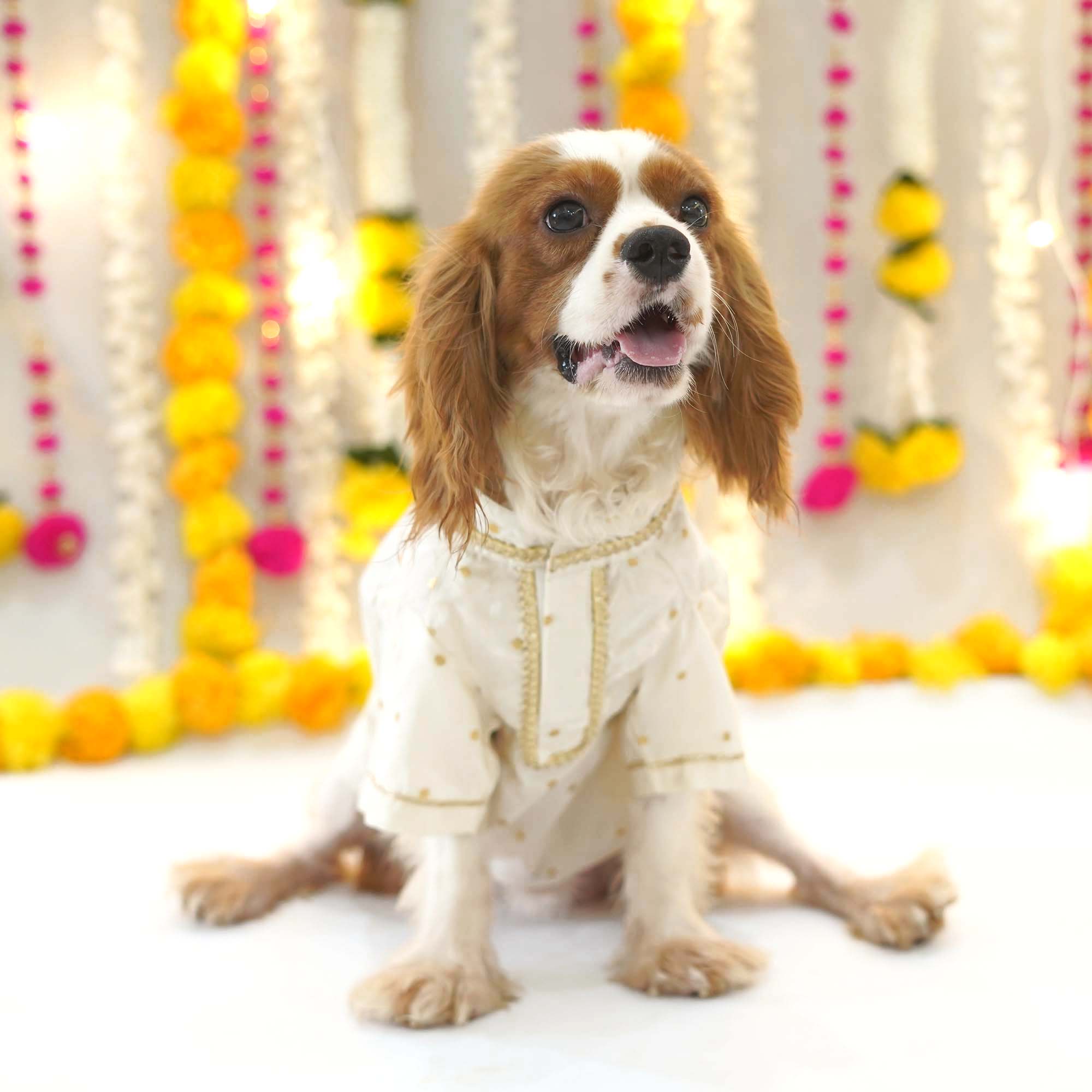 Utsav - Red Dog Kurta