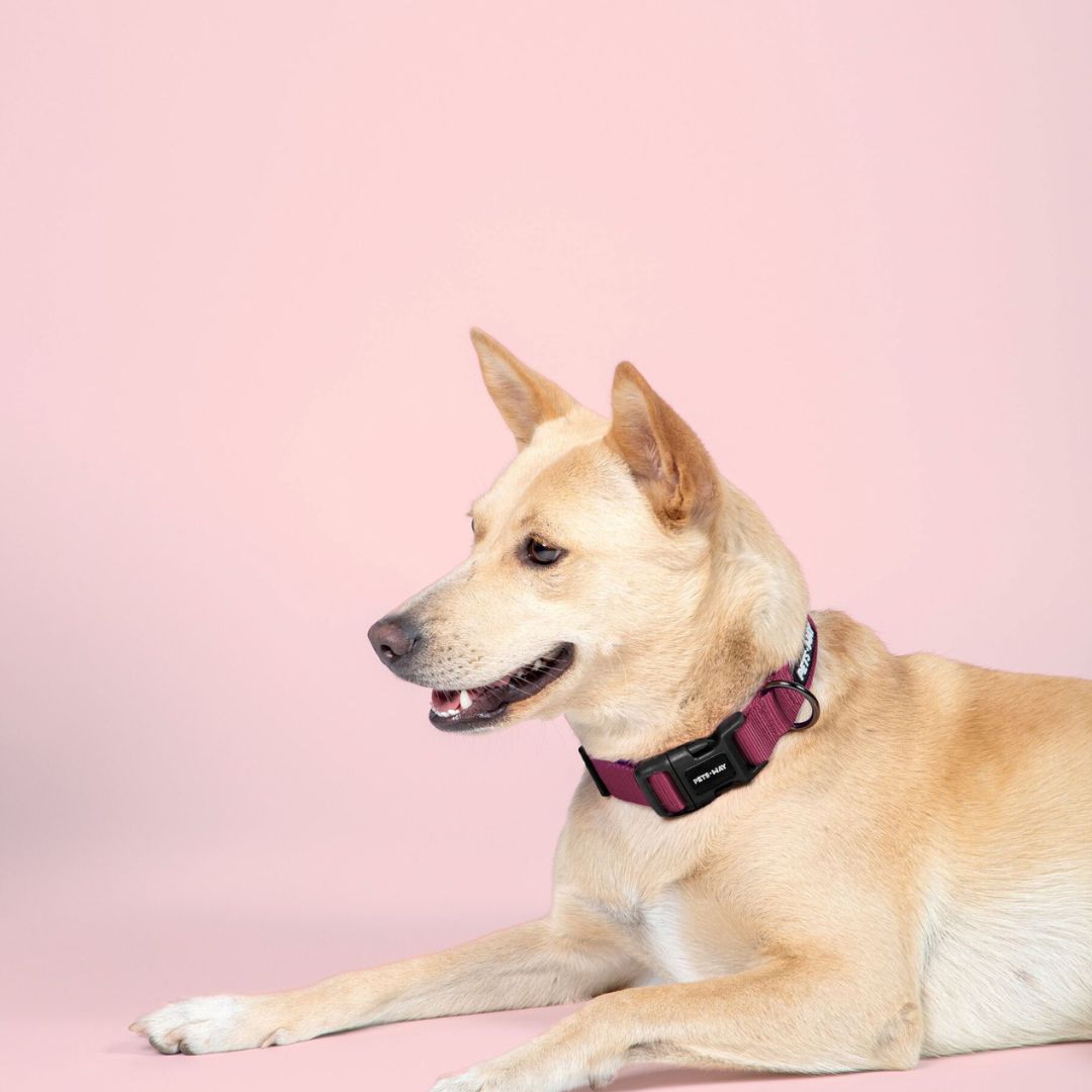 dog wear Wine Dog Collar-petsway