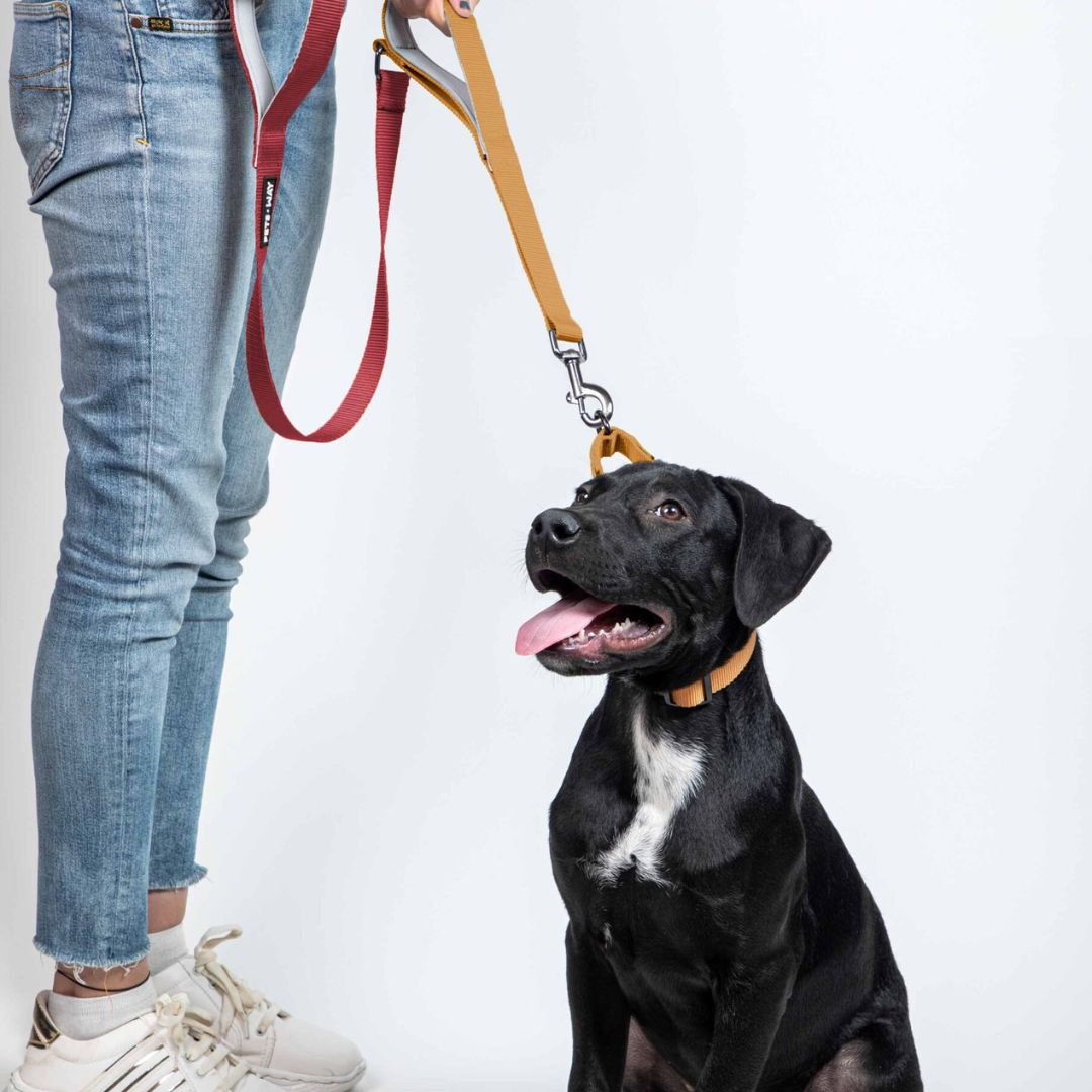 dog wear Wine & Honey dual-handle dog leash-petsway