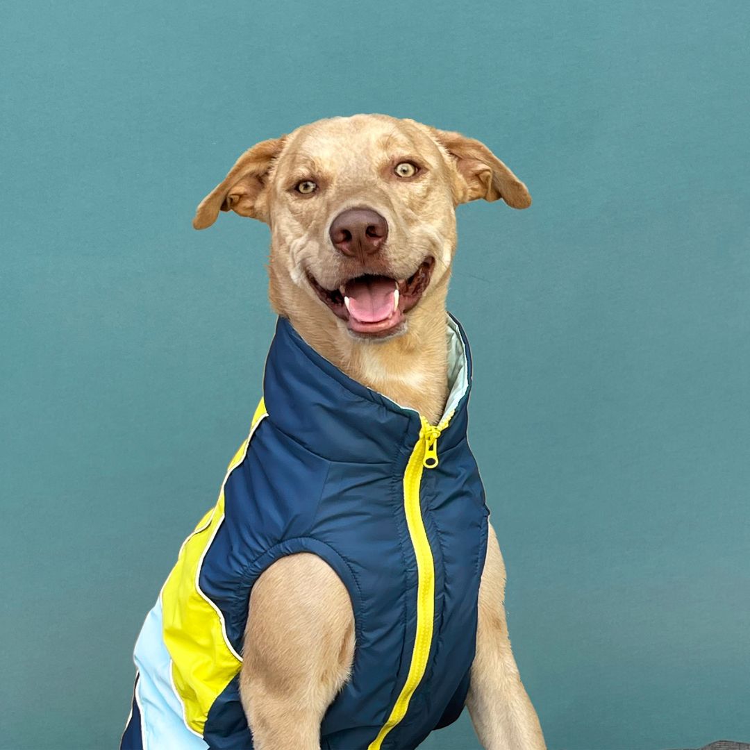 Comes with front zip for easy ON/Off Petsway