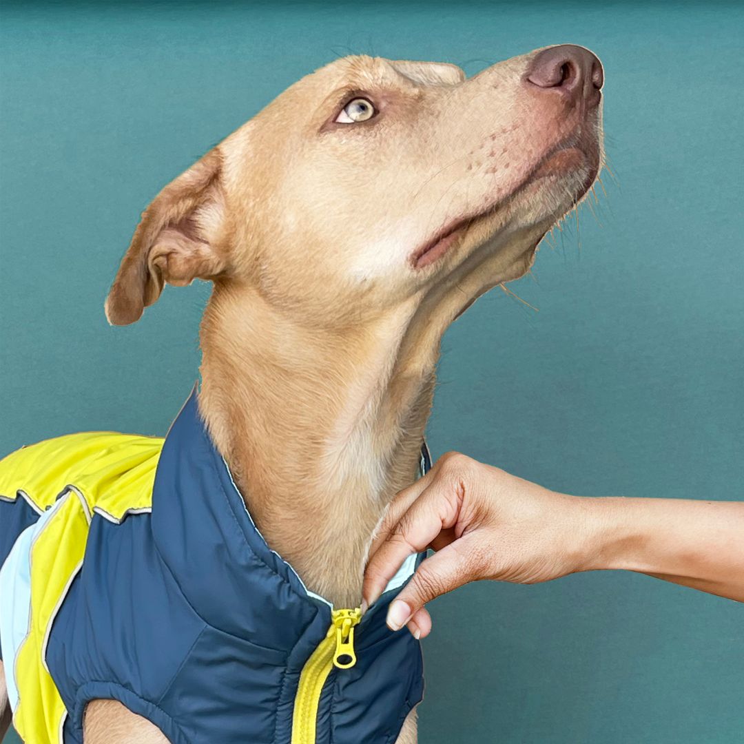 Comfort & Breathable Winterberry - Airforce Dog Jacket Petsway