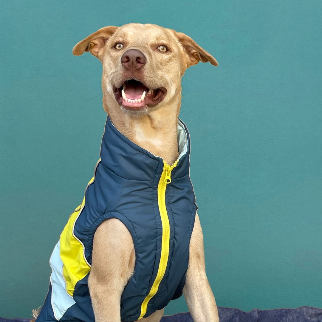 Cozy & Warm Winterberry - Airforce Dog Jacket Petsway