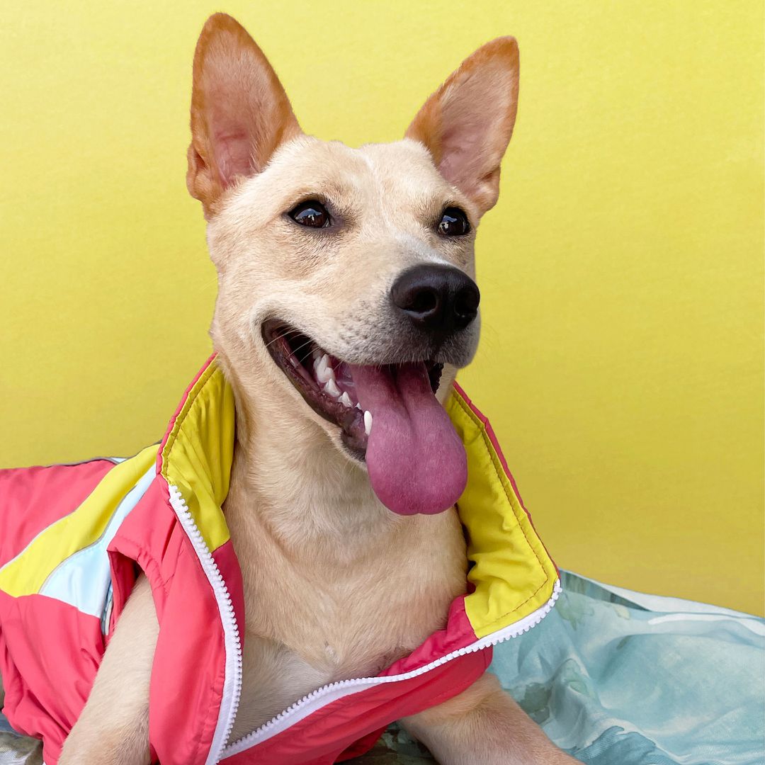 Comes with front zip for easy on/off Petsway