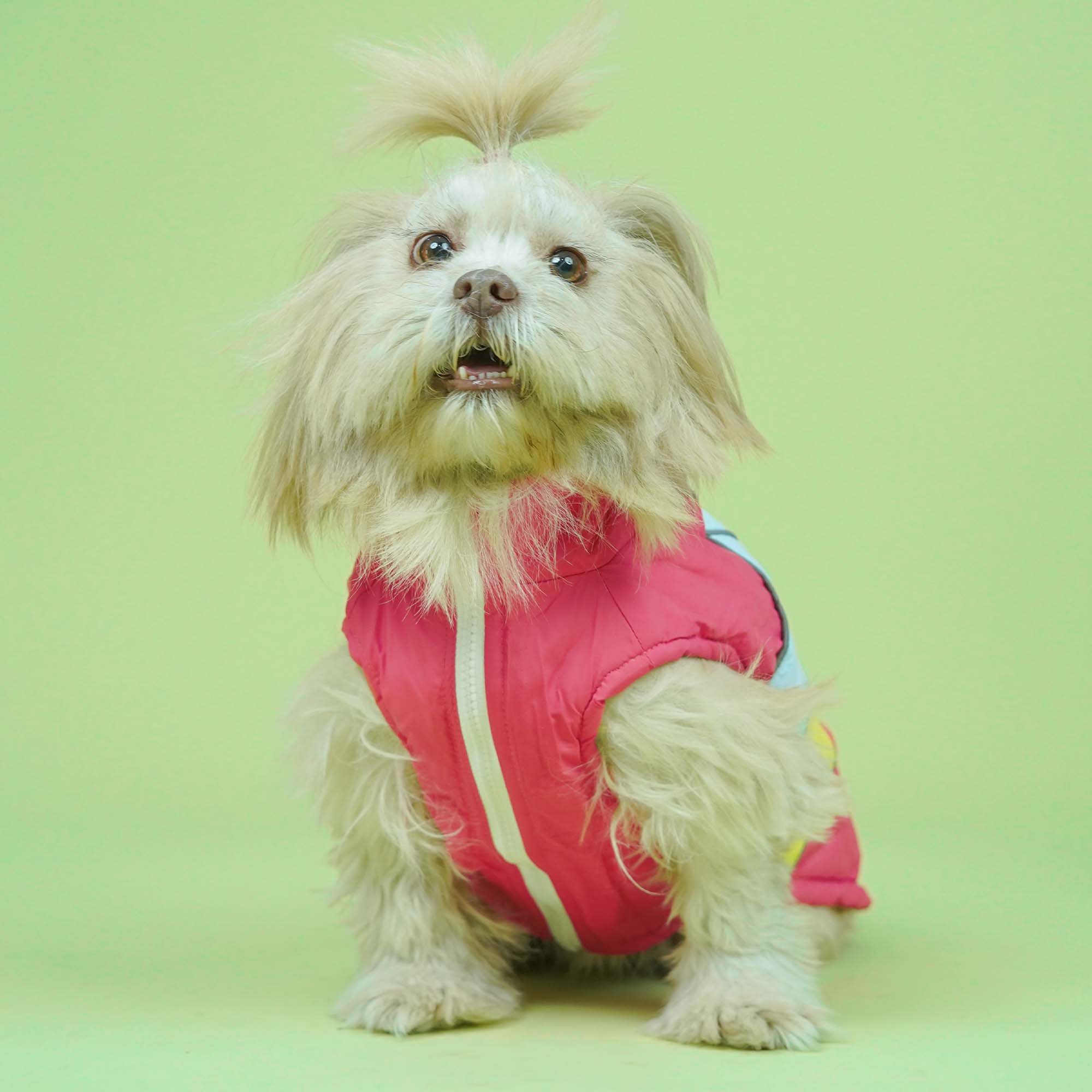 Winterberry - Coral Dog Jacket