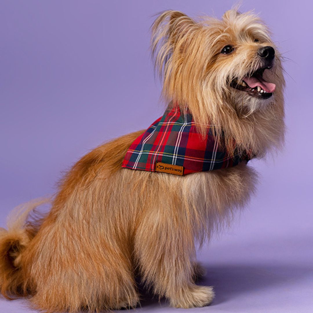 dog wear X-Mas Tartans Bandana-petsway