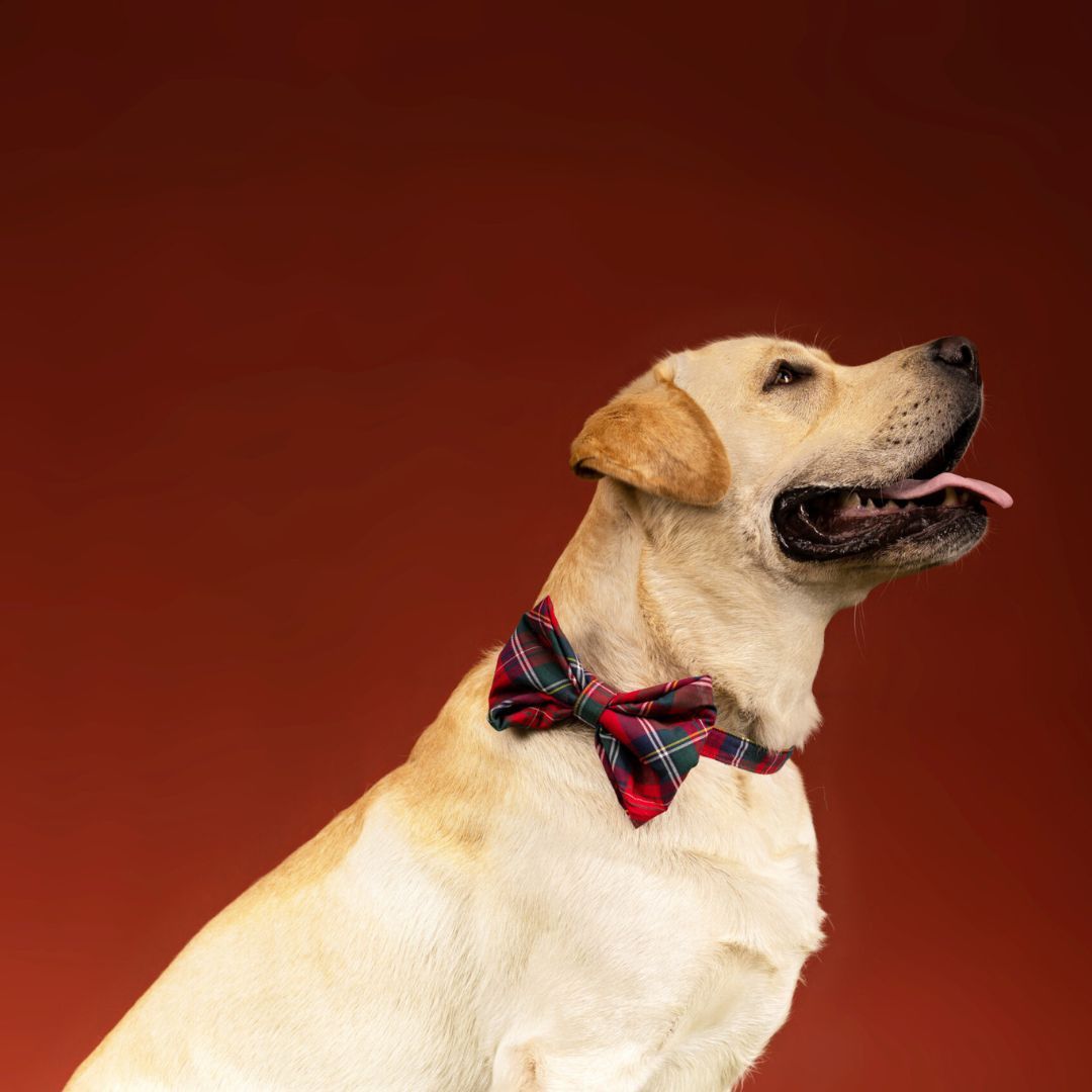 dog wear Xmas Tartans Bow Tie-petsway