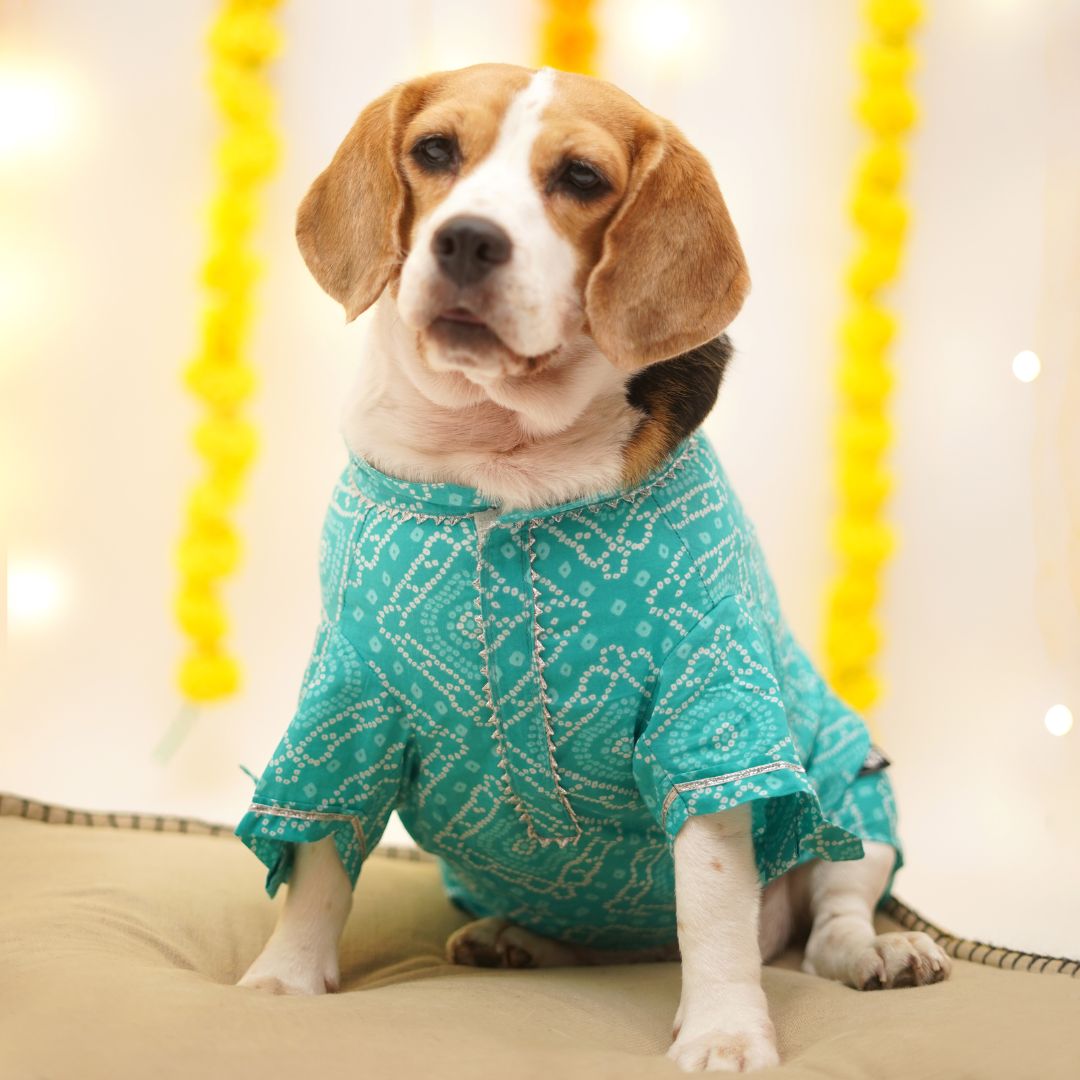 Bandhani - Teal Dog kurta