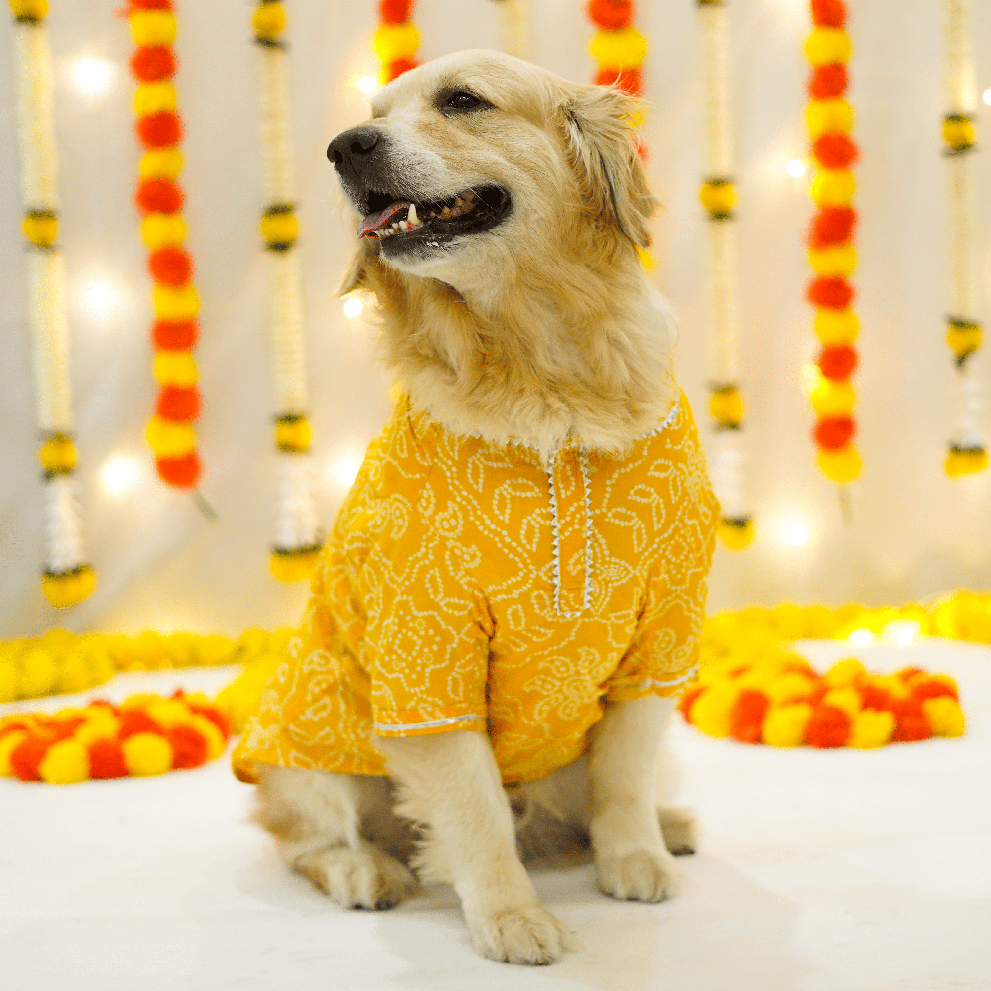 Pataka & Bandhani Dog kurta Combo