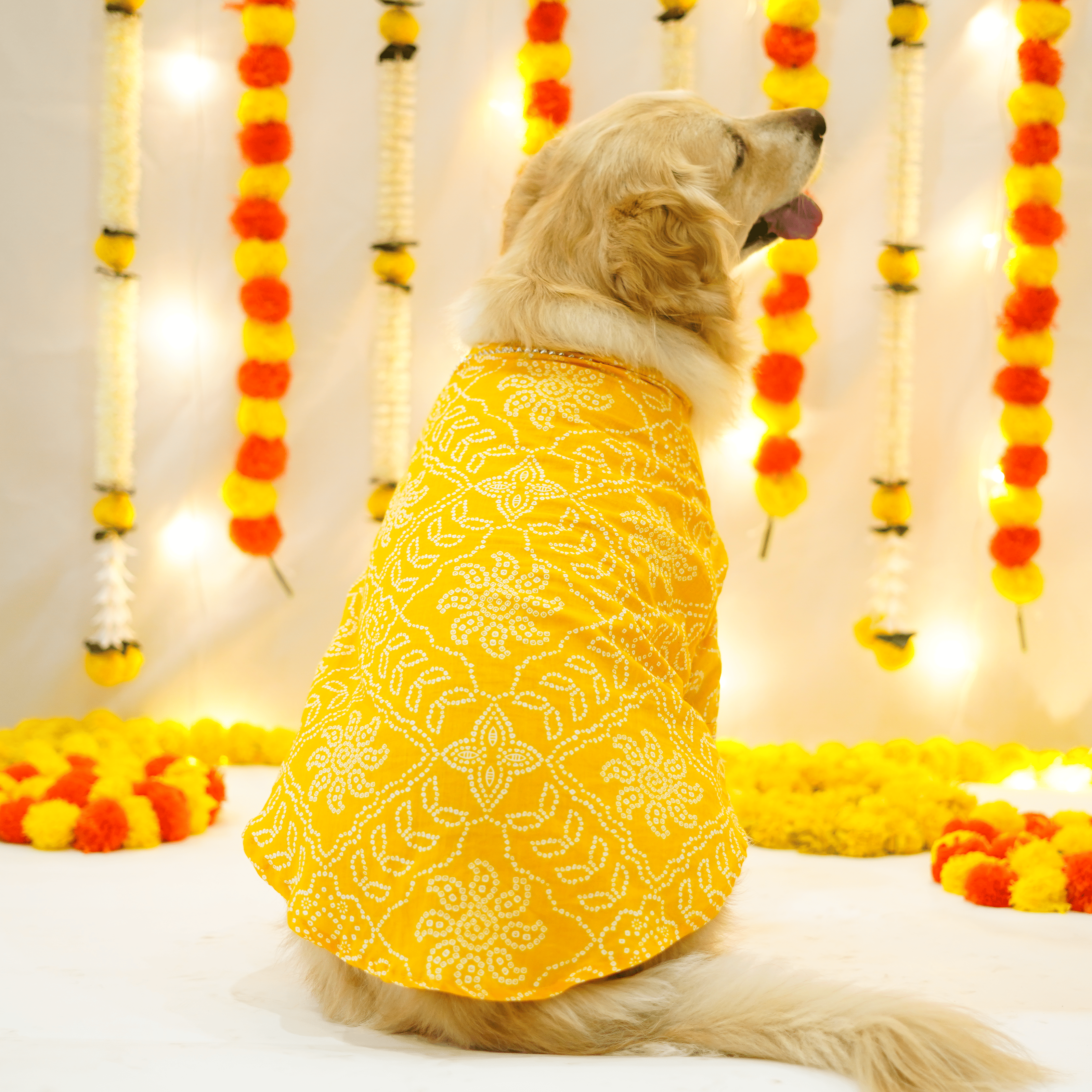 Pataka & Bandhani Dog kurta Combo