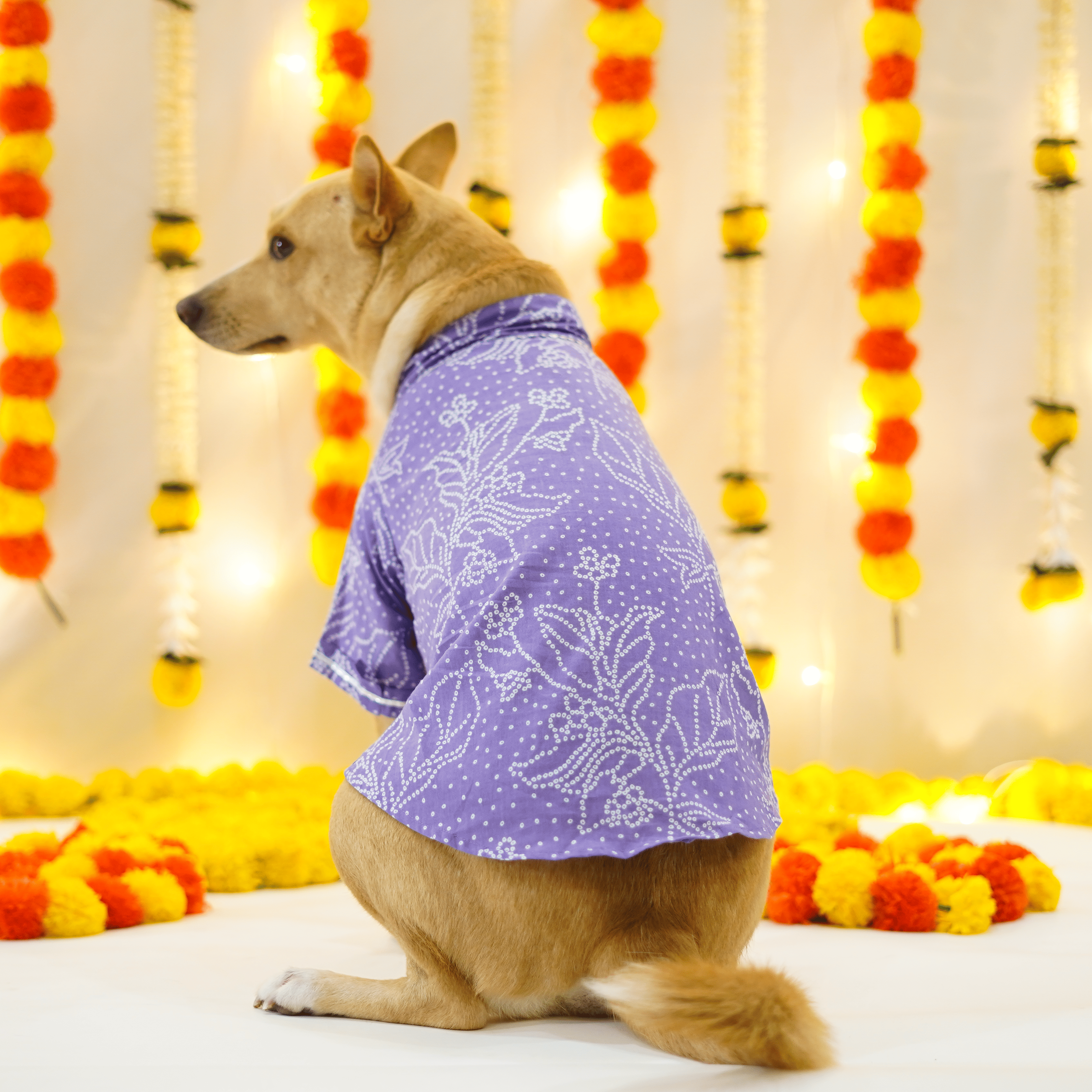 Bandhani - Dust Blue Dog kurta
