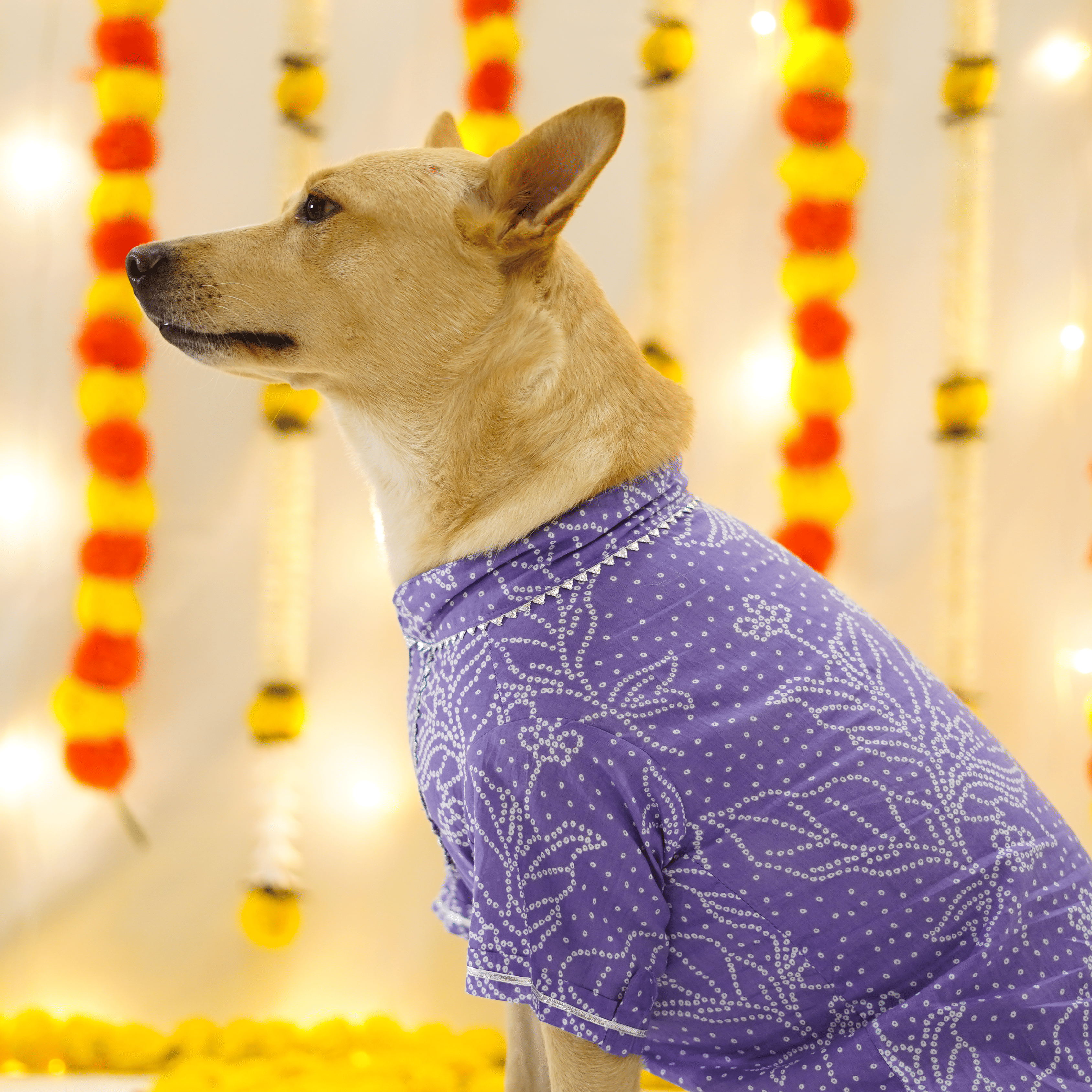 Bandhani - Dust Blue Dog kurta