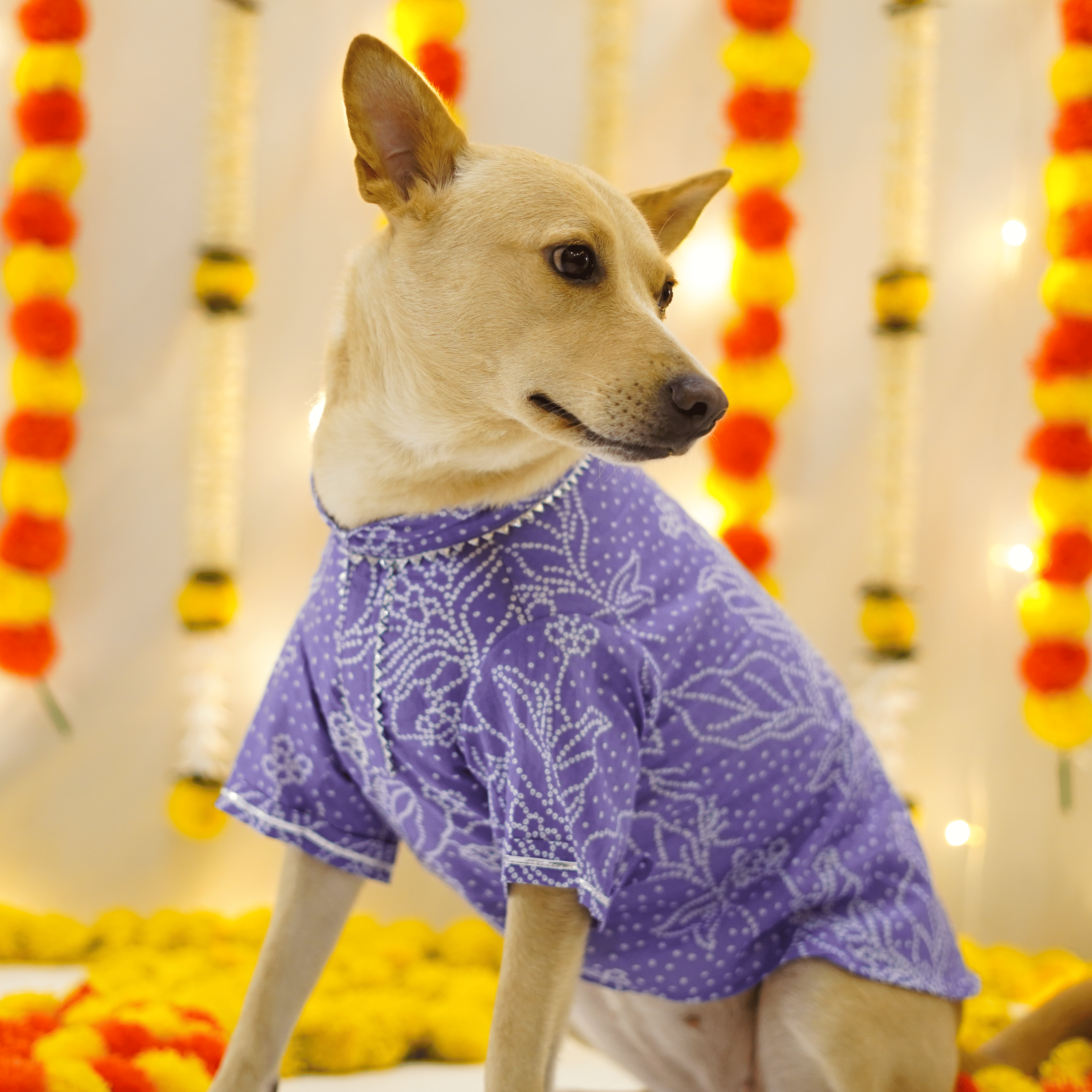 Bandhani - Dust Blue Dog kurta