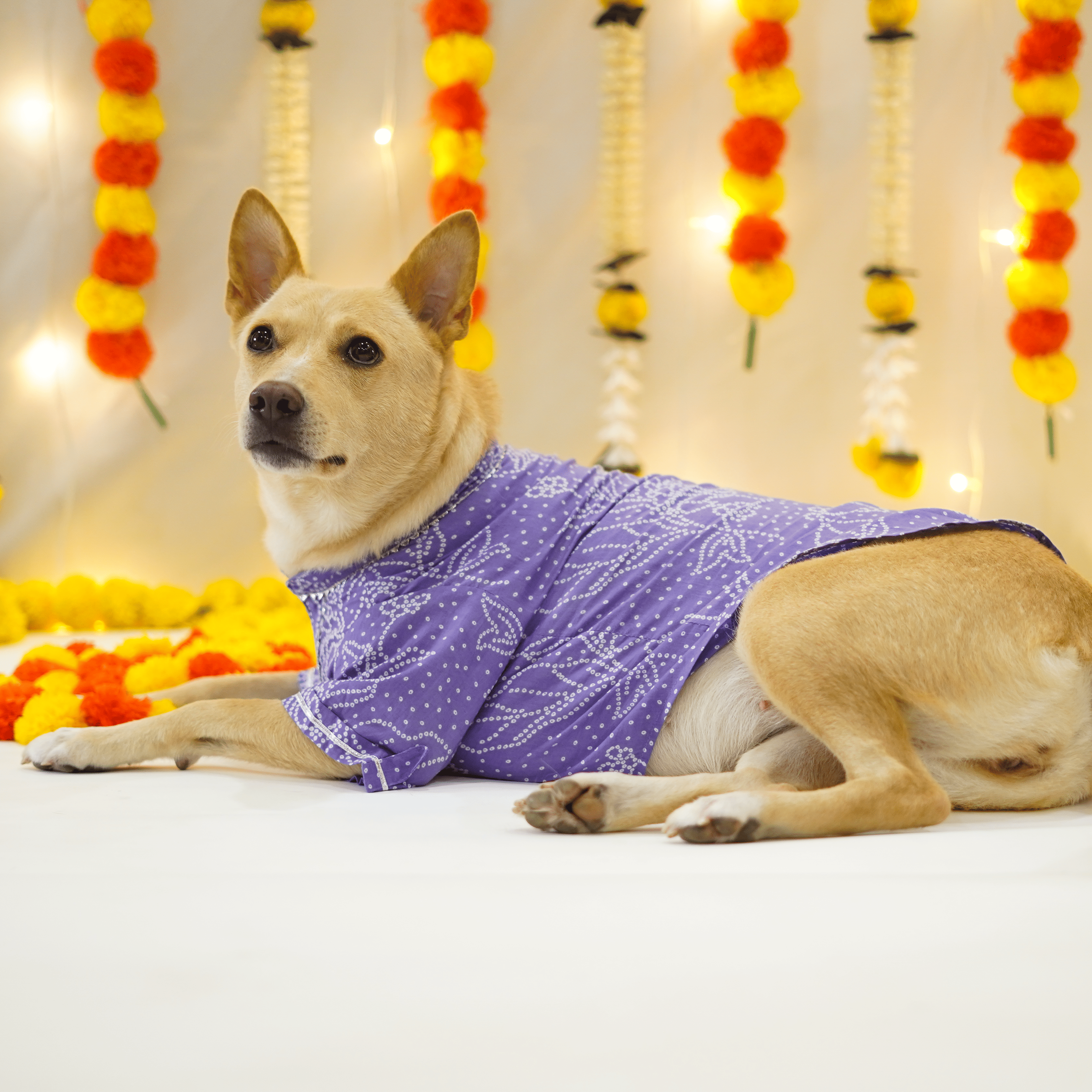 Bandhani - Dust Blue Dog kurta
