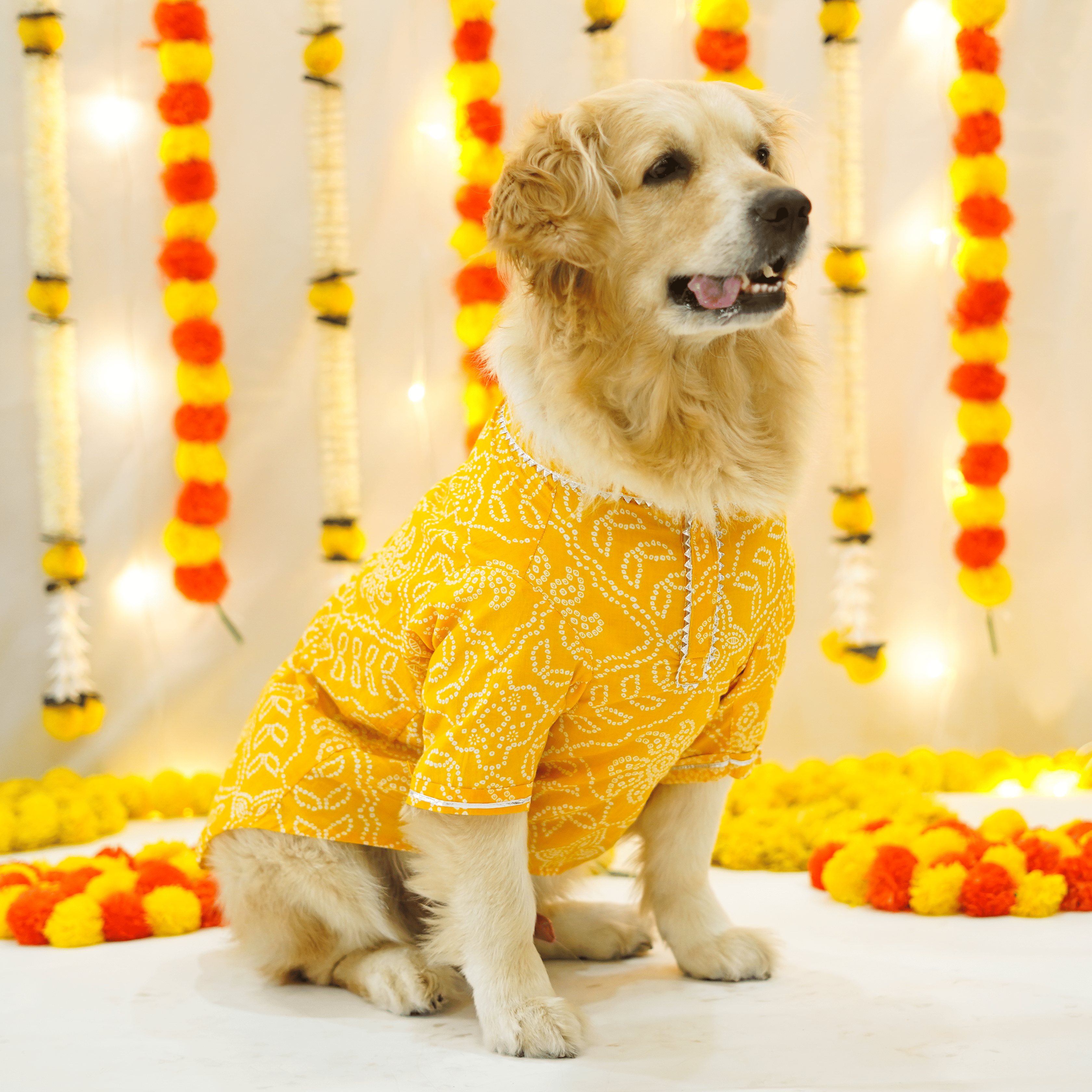 Pataka & Bandhani Dog kurta Combo