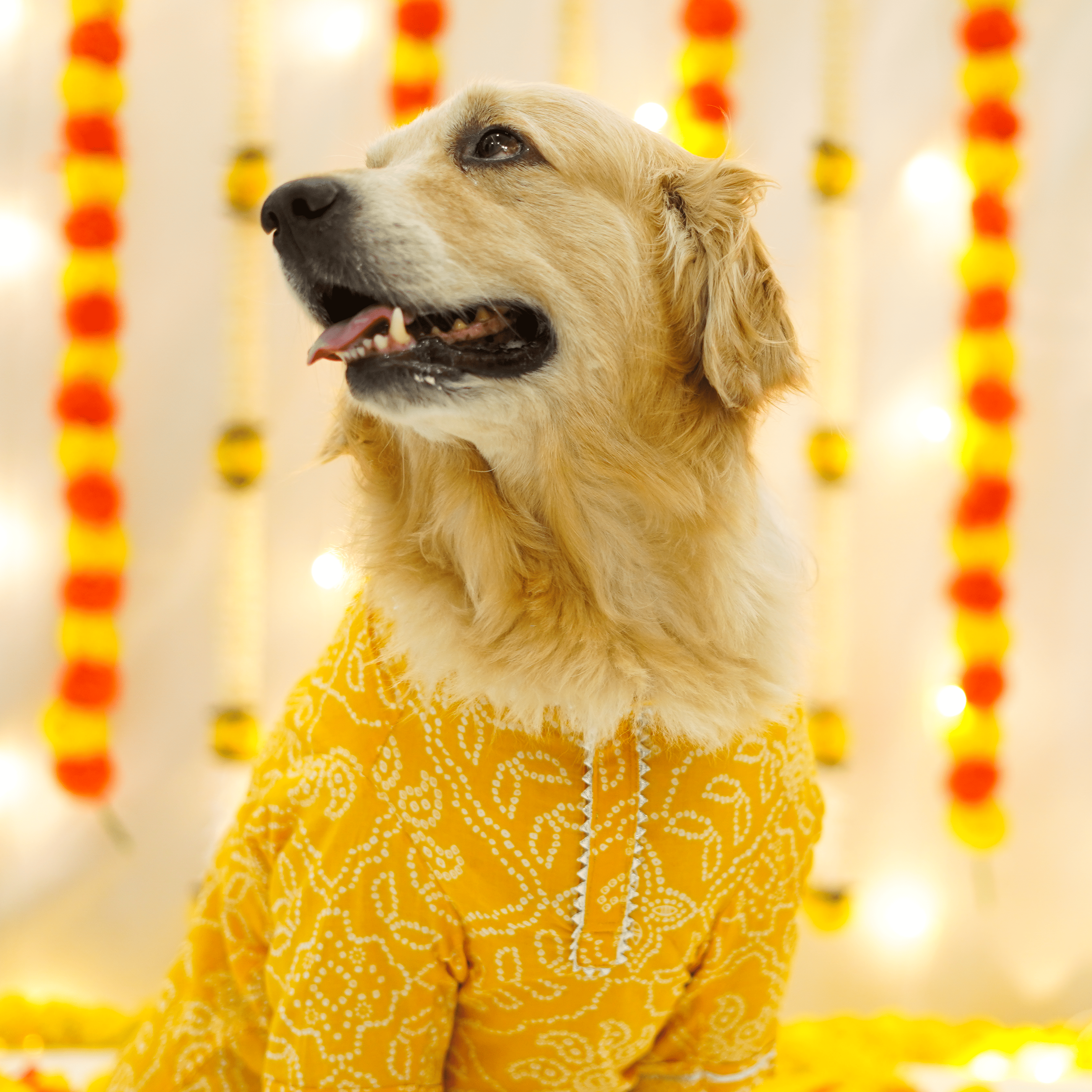 Patola Bandhani - Dog Kurta Combo
