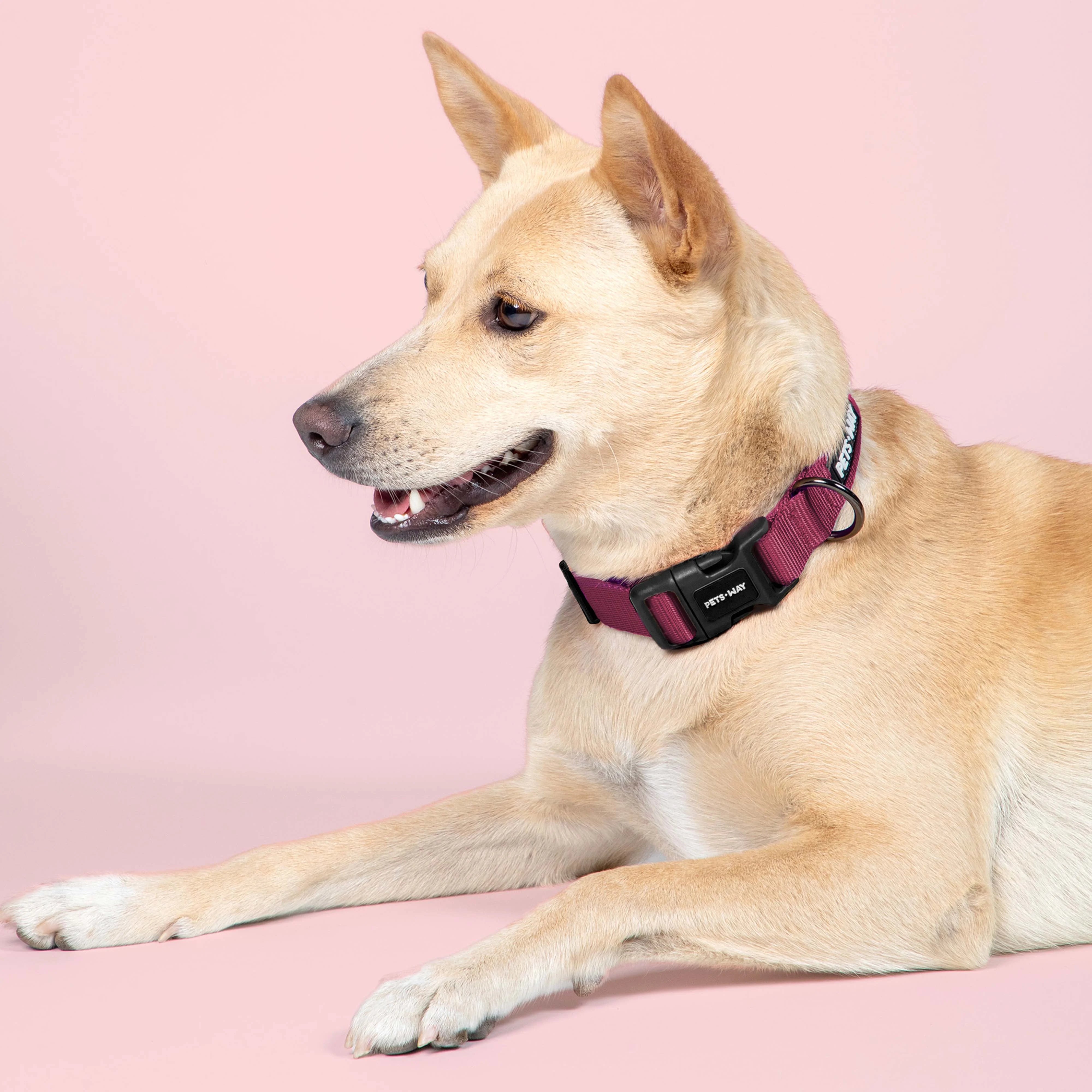 Wine padded Dog Collar