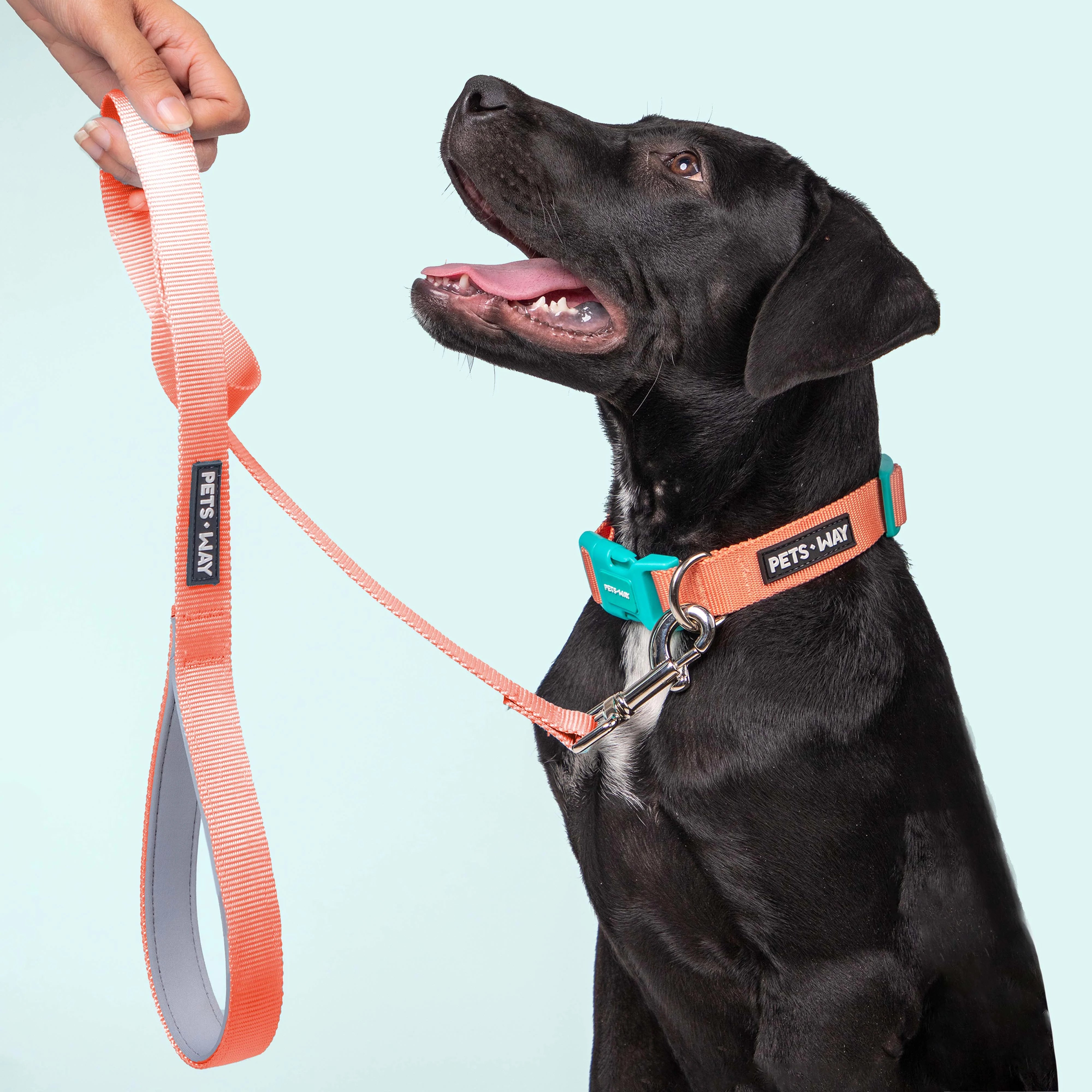 Peach padded Dog Leash