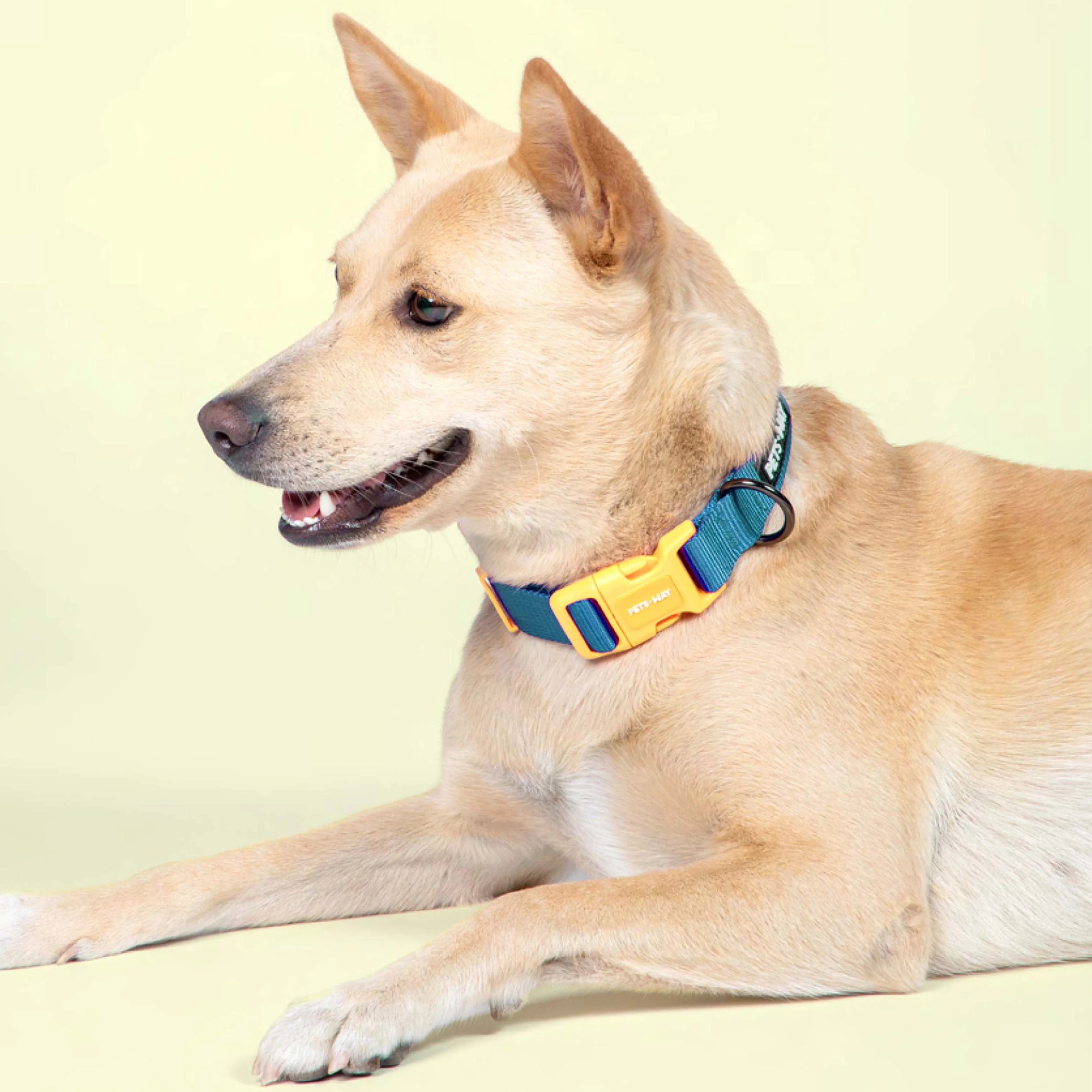 Emerald padded Dog Collar