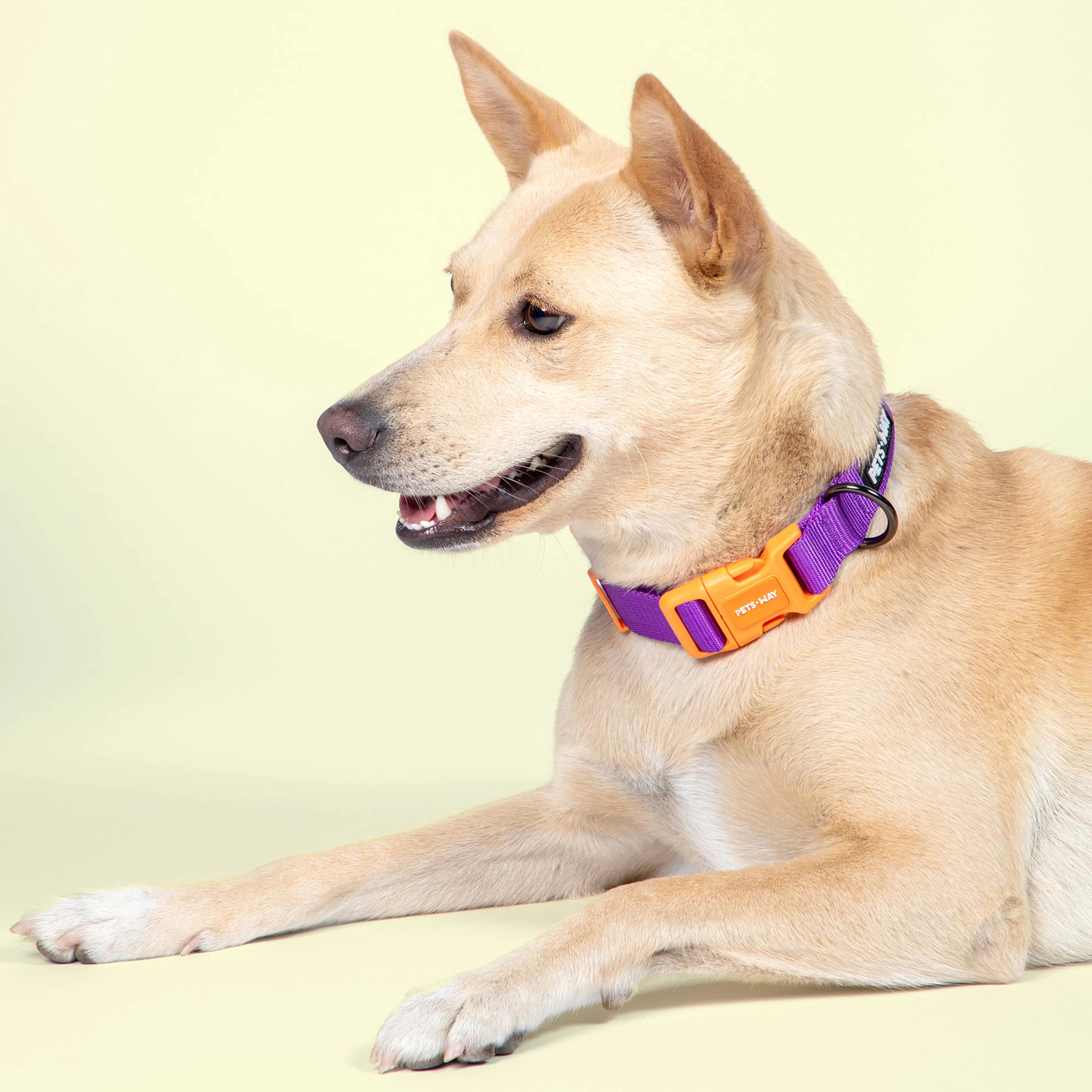 Amethyst Padded Dog collar