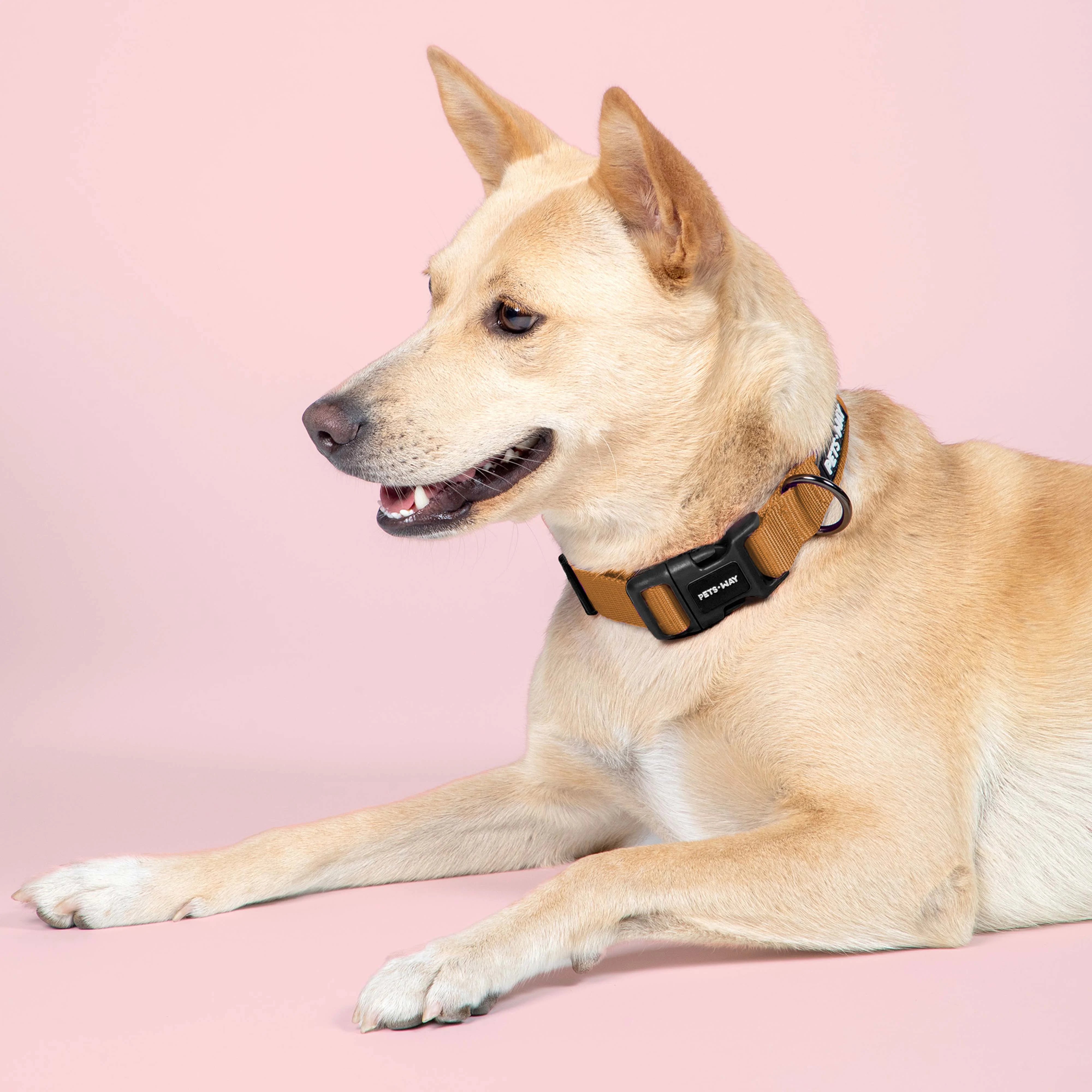 honey padded Dog collar