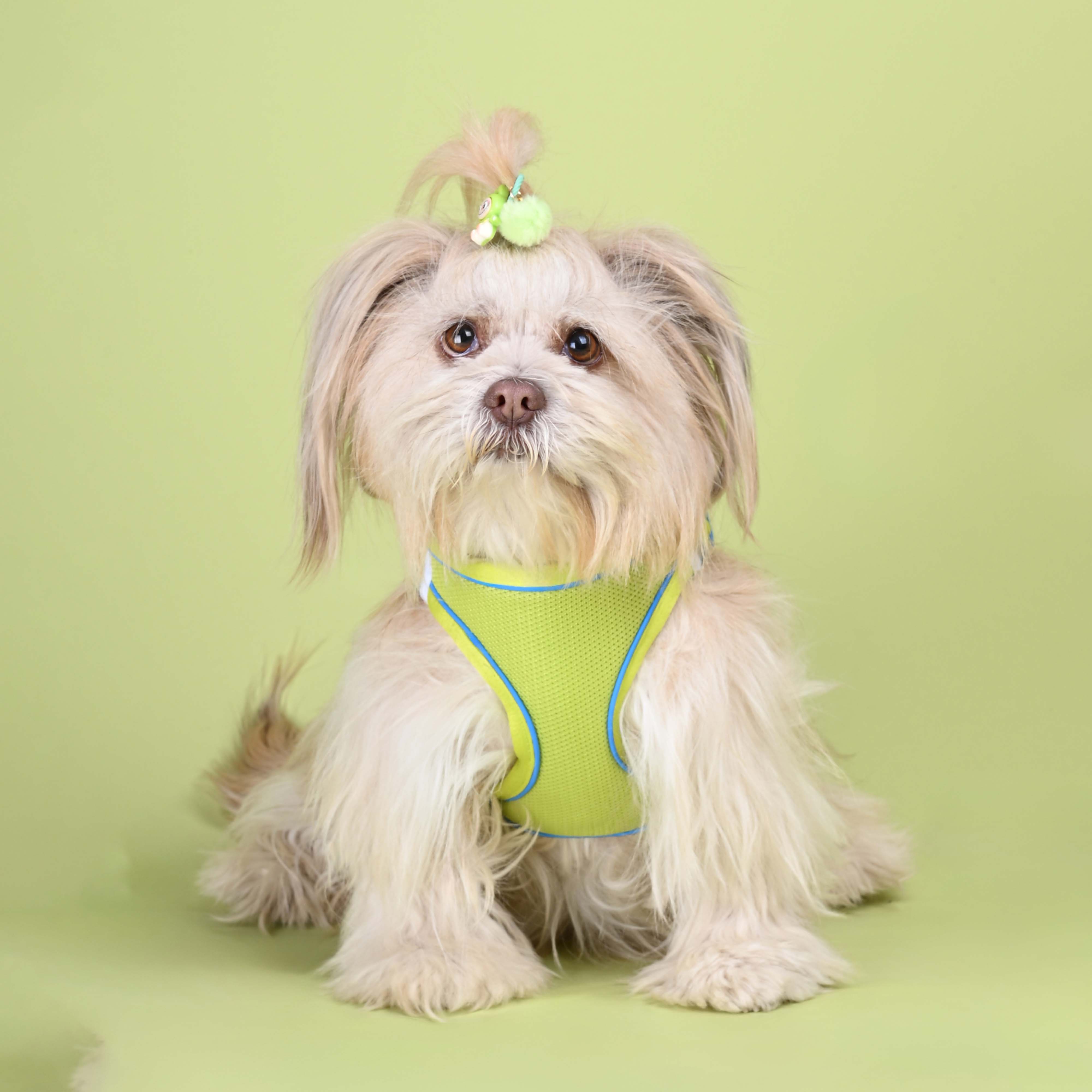 Neon Full Body Comfort Harness (Small Breed)