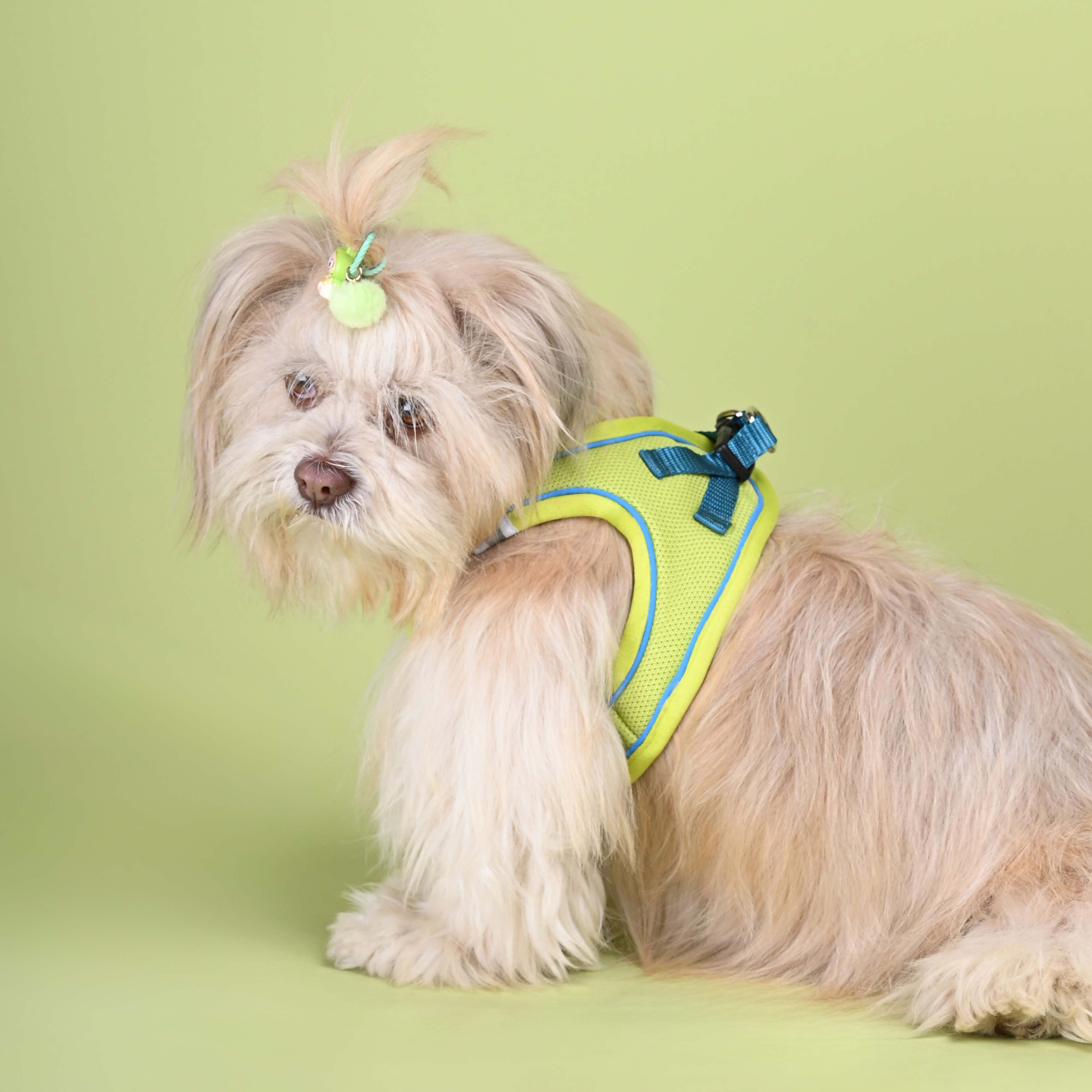 Neon Full Body Comfort Harness (Small Breed)
