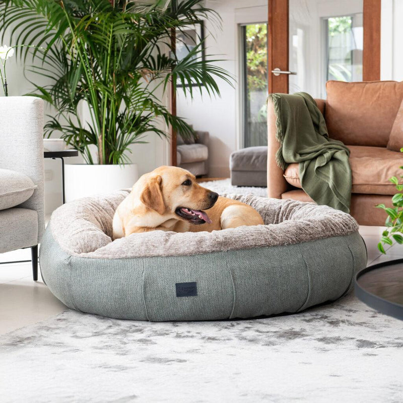The Ultimate Guide to Dog Sleep — How Much Rest & Space Your Furry Friend Really Need?